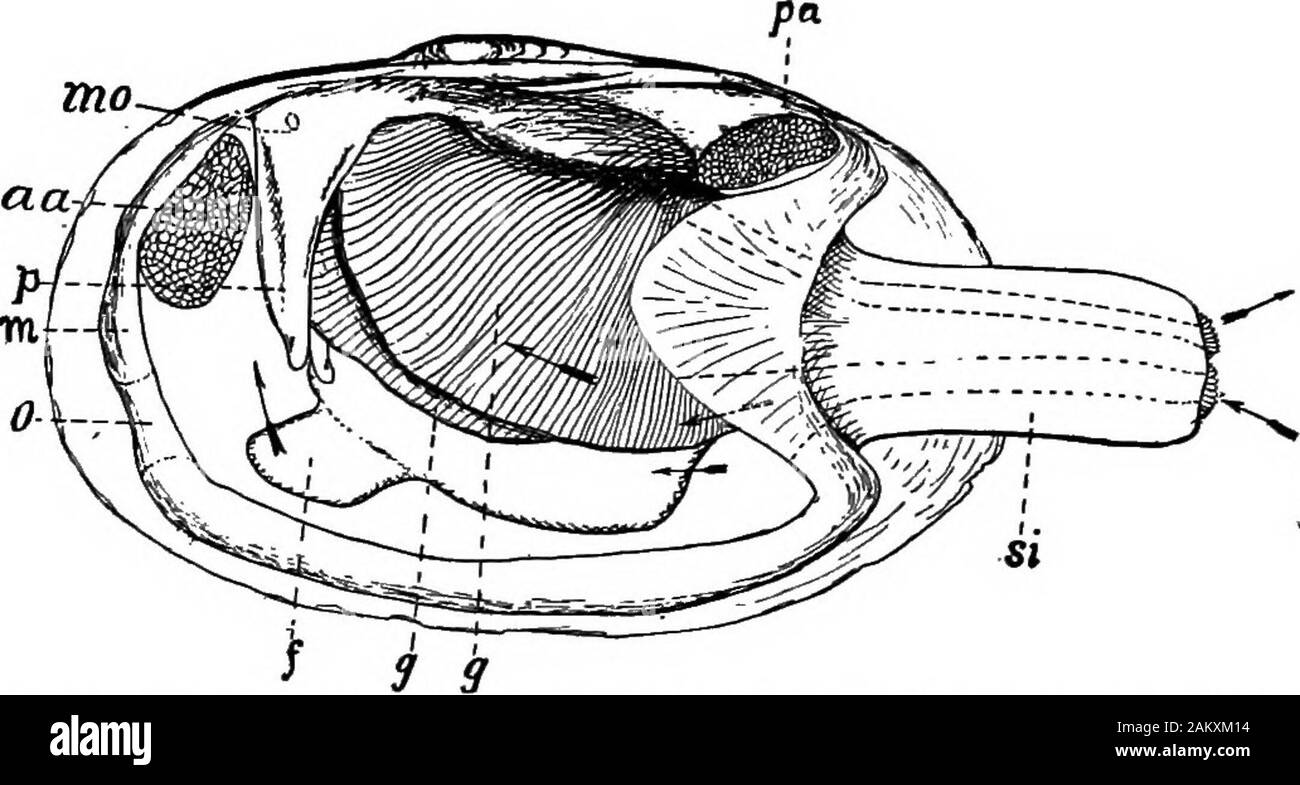 Die erste Lektion in der Zoologie: für den Einsatz in Schulen angepasst. o oneach Seite des Tieres, die am Rand sind, hang-ing wie eine doppelte Vorhang auf jeder Seite des Körpers, wenn das Tier mit der dorsalen Seite nach oben gehalten. Vor der Kiemen, d. h. in Richtung der vordere Teil des theshell, sind zwei Paare von empfindlichen lappets (Abb. 60, ^), die arecalled Fühler. Nun, der Mund ist eine kleine, unregelmäßige open-ing, zwischen und an der Basis der Fühler, oder der Muschel und andere BIVALYED SHELL - Fisch liegt. 59 Palpen. Es ist recht schwer zu finden, da die Lippen sind sehr soft beweglich. Gerade unter dem Mund Stockfoto