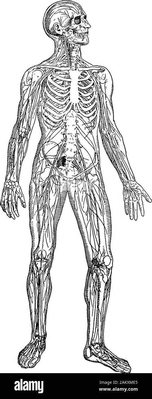 Die Grundsätze der Gesundheit steuern. snerve Undichtigkeiten vorhanden sind. 232 GRUNDSÄTZE DER GESUNDHEIT DER Löwen von winzigen neuronesconnecting der brainand Rückenmark withbody Oberflächen (Abb. 53). Diese in touchcorpuscles in der Haut zu beenden, in der Schleimhaut der Atemwege, Bremsbeläge foodcanal und anderen Orten, und in dem Sinne organsof sehen, schmecken, hören und riechen. Ihre pur-Pose ist theimpulses oder Signale zu vermitteln, durch die die brainreceives informationfrom außen Welt, durch die largelyset thenervous System in Aktion ist. Theseneurones undernormal Bedingungen dazu dienen, ihre pur - in einer wirtschaftlichen darstellen Stockfoto
