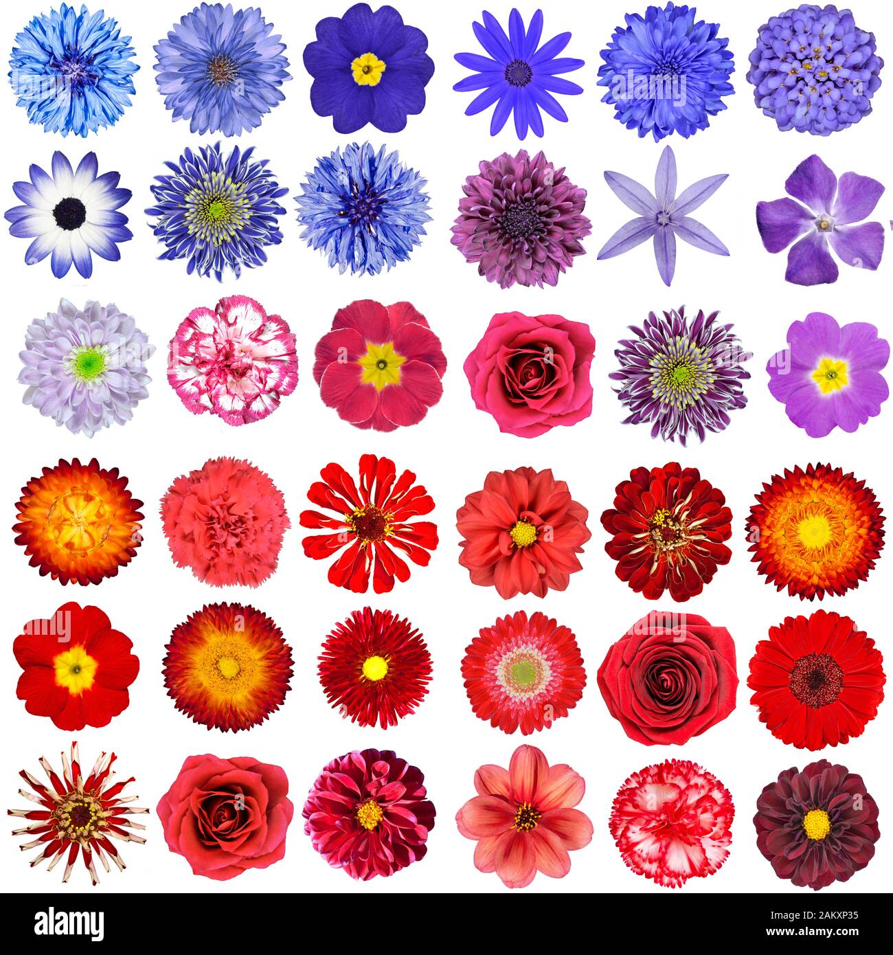 Big Collection of Red, Purple and Blue Wild Flowers Isolated on White. Verschiedene Arten Von Dahlia, Dandelion, Daisy, Gerber, Marigold Blumen Stockfoto