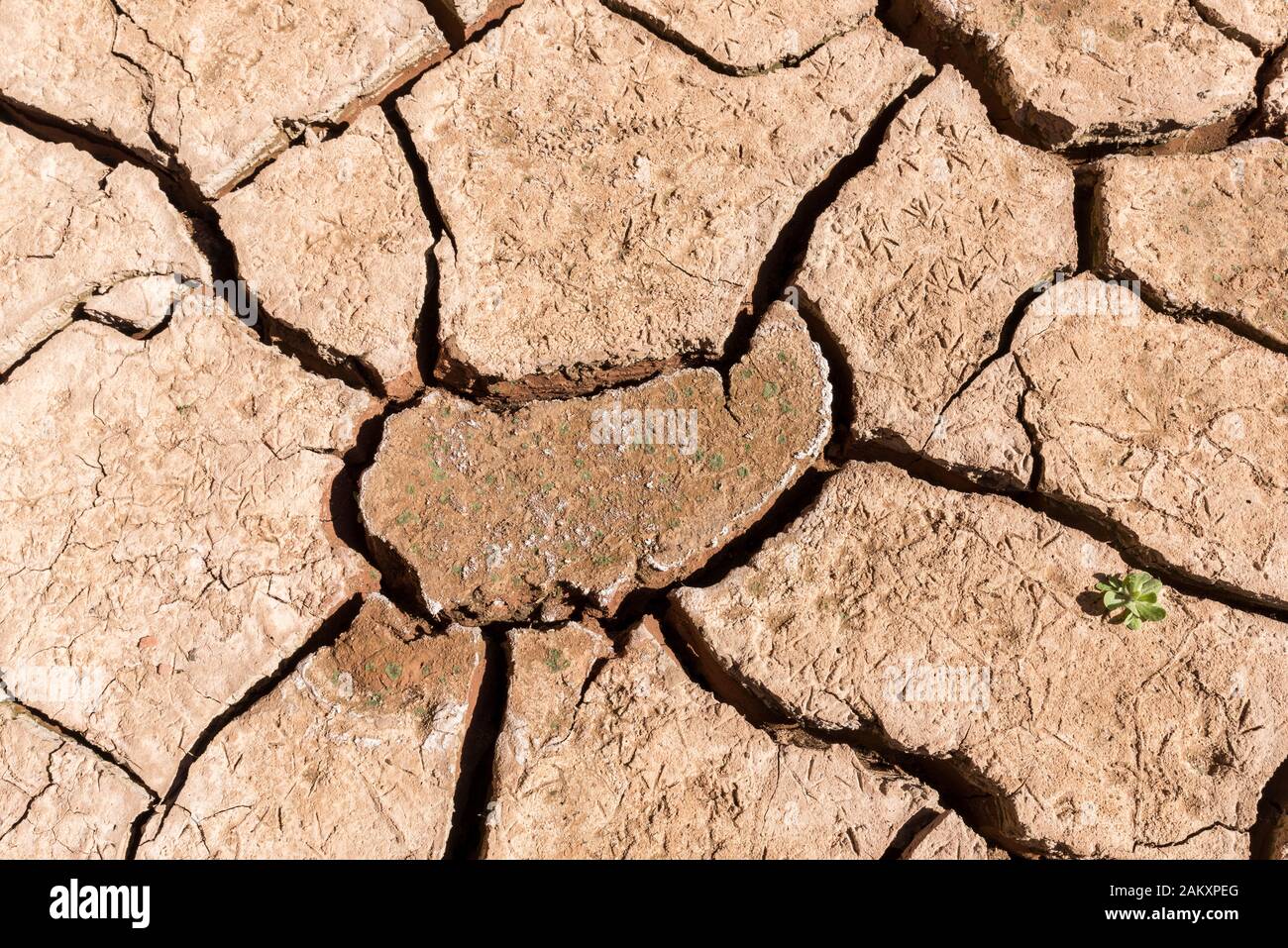 Vogel Tracks auf einen gerissenen Schlick Bett, Steer Gulch, Glen Canyon National Recreation Area, Utah. Stockfoto