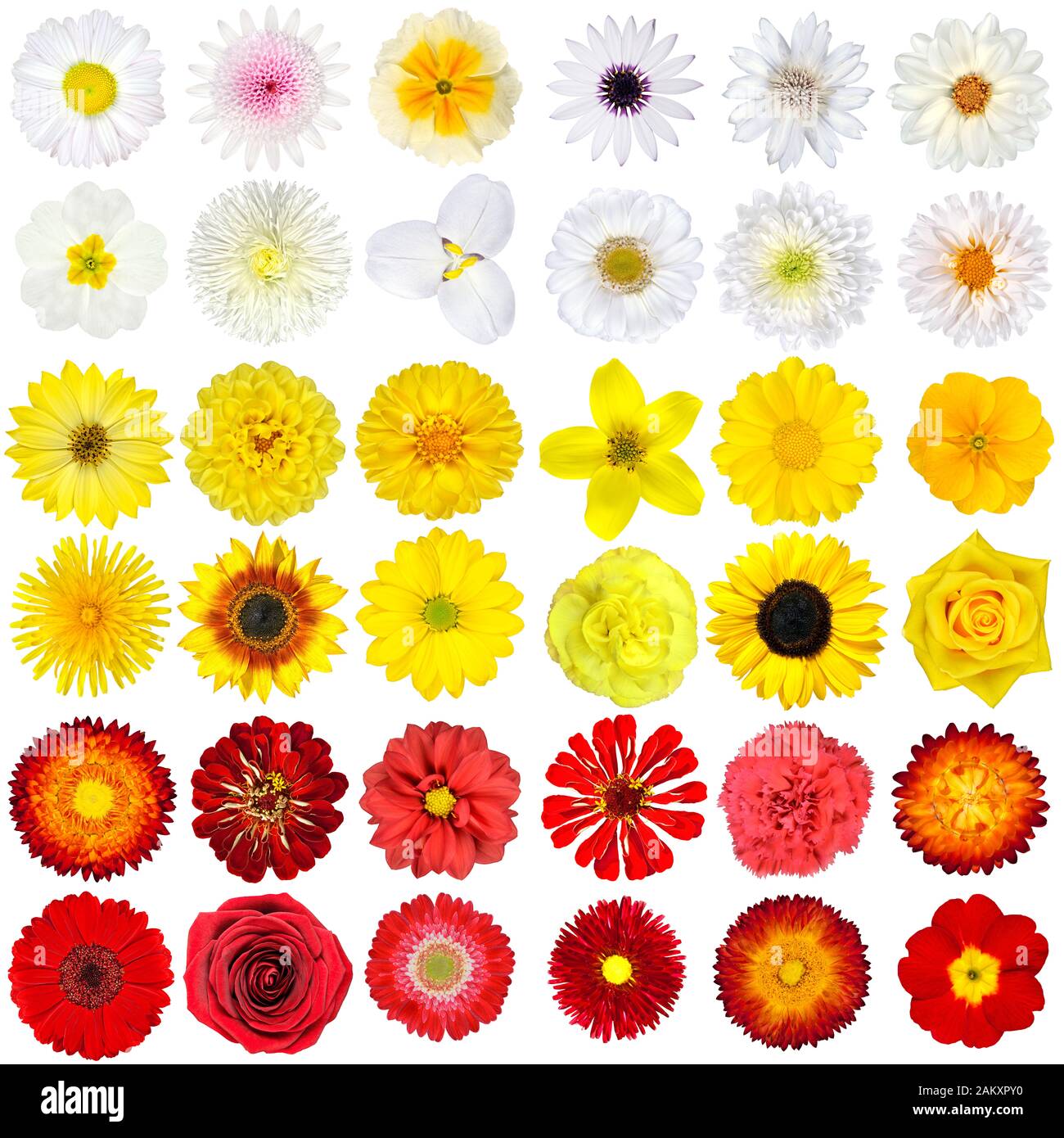 Big Collection of White, Yellow, Orange and Red Wild Flowers Isoliert auf weißem Hintergrund. Verschiedene Regenbogen-Sets von Dahlia, Dandelion, Daisy, Gerber, Ma Stockfoto