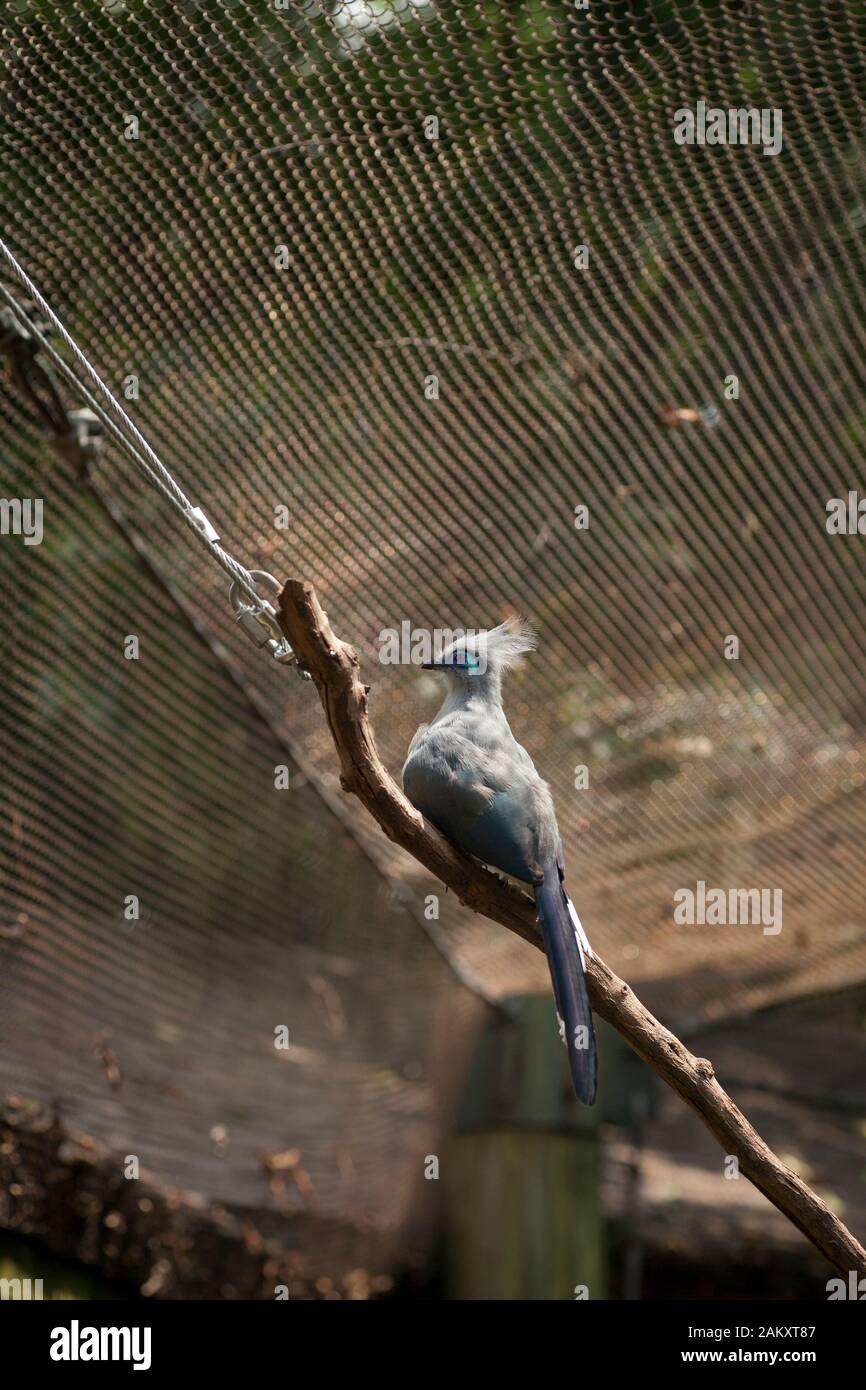 Abgeschrägte Aufnahme eines Vogels in der lebenden Baumhausviiere im Zoo, Atlanta, Georgia, USA Stockfoto