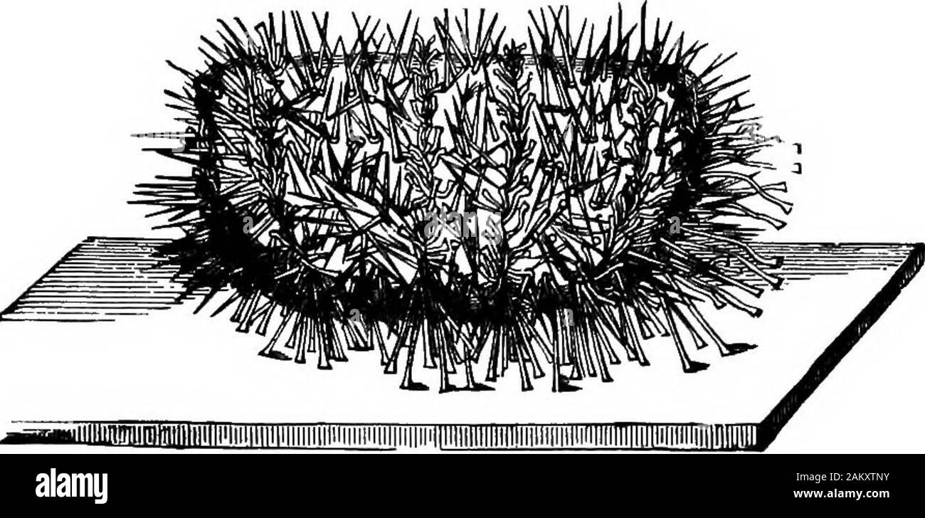 Die erste Lektion in der Zoologie: für den Einsatz in Schulen angepasst. FiQ. & 1.- Echmarachnius, gemeinsame Sand-Kuchen. (Natürliche Größe.) zu fünfzig oder mehr Klafter. Er frisst Meer - Unkräuter und ist auch ascavenger, Fütterung auf tote Fische, etc. Die Shell besteht aus fünf doppelte Zeilen aus Kalkstein piecescalled anibulacral Platten, die perforiert werden für die exitof die Saugnäpfe oder Füße, die wie jene von Star-Fisch. Es gibt auch fiv^ zwei Reihen mit inUramiulacral Platten, 50 FIB8T DEN UNTERRICHT IN DER ZOOLOGIE., zu dem die Stacheln befestigt sind. Der Sand - Kuchen Urchin (Schwein. 51) ist sehr flach, mit winzigen Stacheln. Auf der Echinus in meer-w Stockfoto