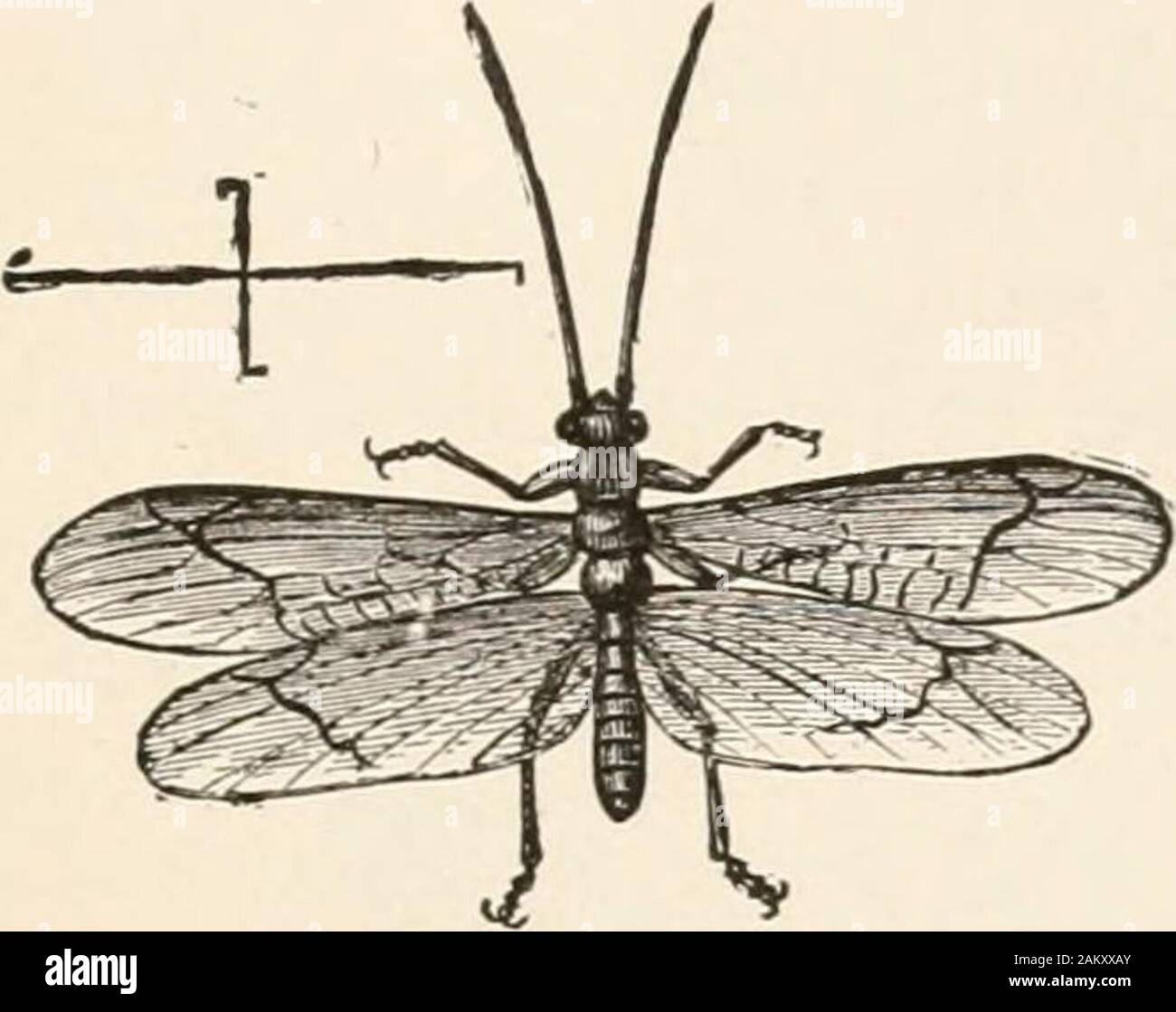 Entomologie für Anfänger; für den Einsatz der jungen Leute, fruitgrowers, Bauern und Gärtner;. Um PLATTPTERA. 67 Familie Perlidae.- Körper lang und flach; prothorax Square; antennaelong und Gewinde - wie; Abdomen endet in zwei langen stylets; Flügel. Stockfoto