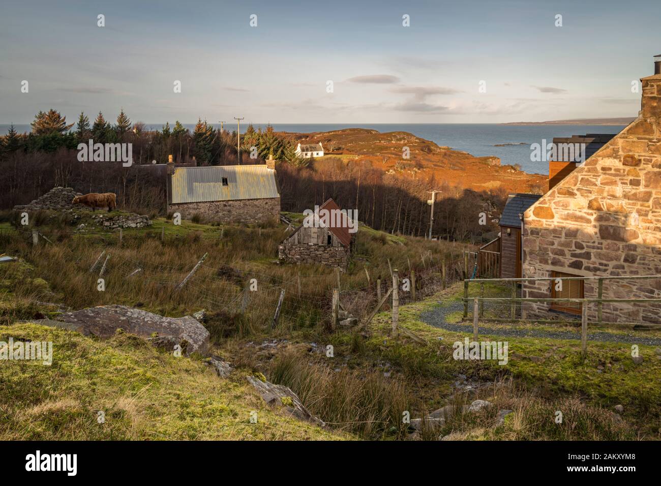 Eingeklammerte HDR winter bild eines einsamen Highland Rind (Bos taurus primigenius), Roaming kostenlos über den Applecross Halbinsel, Schottland. 31. Dezember 2019 Stockfoto