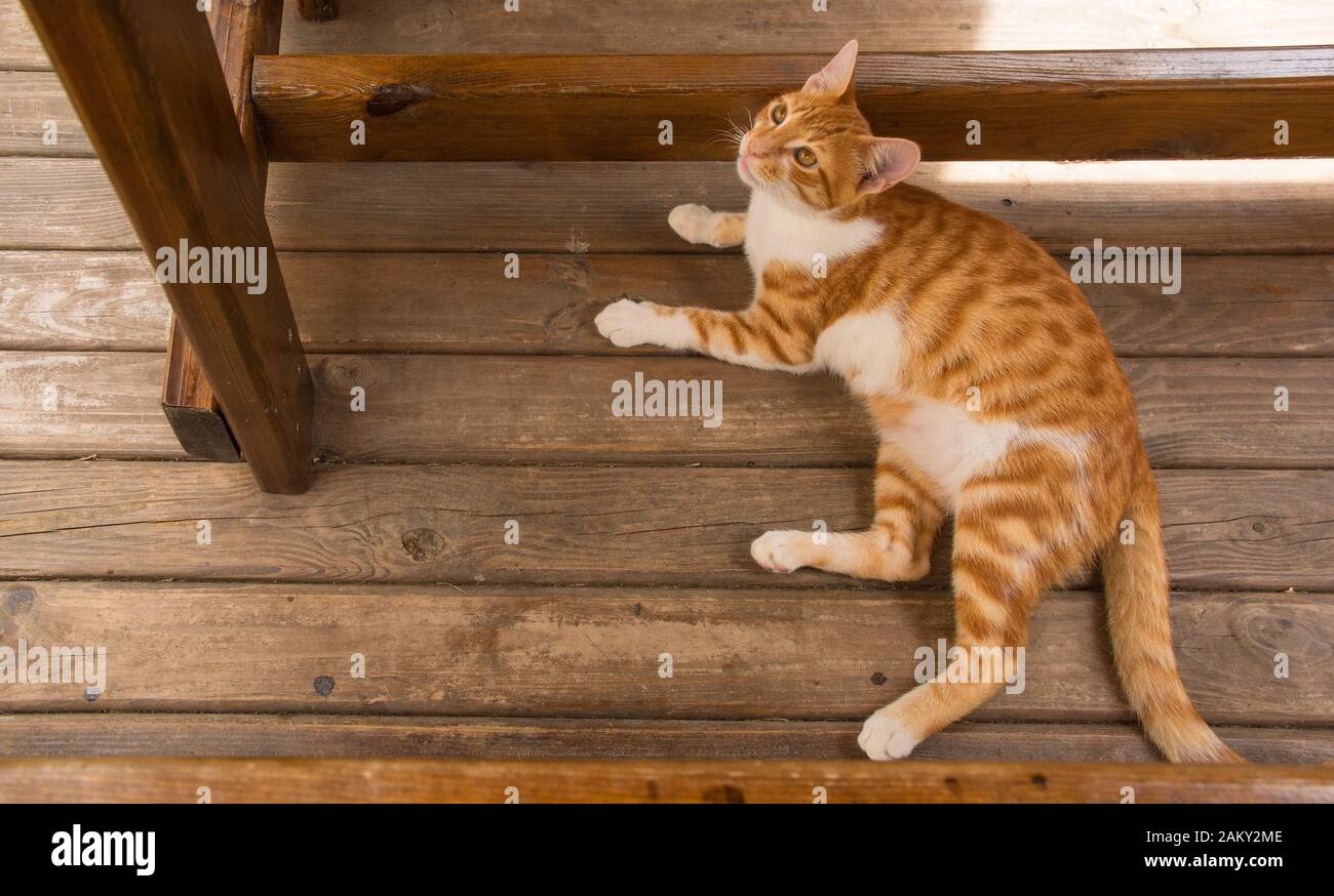 Eine männliche Straßenkatze in entspannt sich unter einem Holztisch in Agva im Bezirk Sile der Provinz Istanbul, Türkei Stockfoto