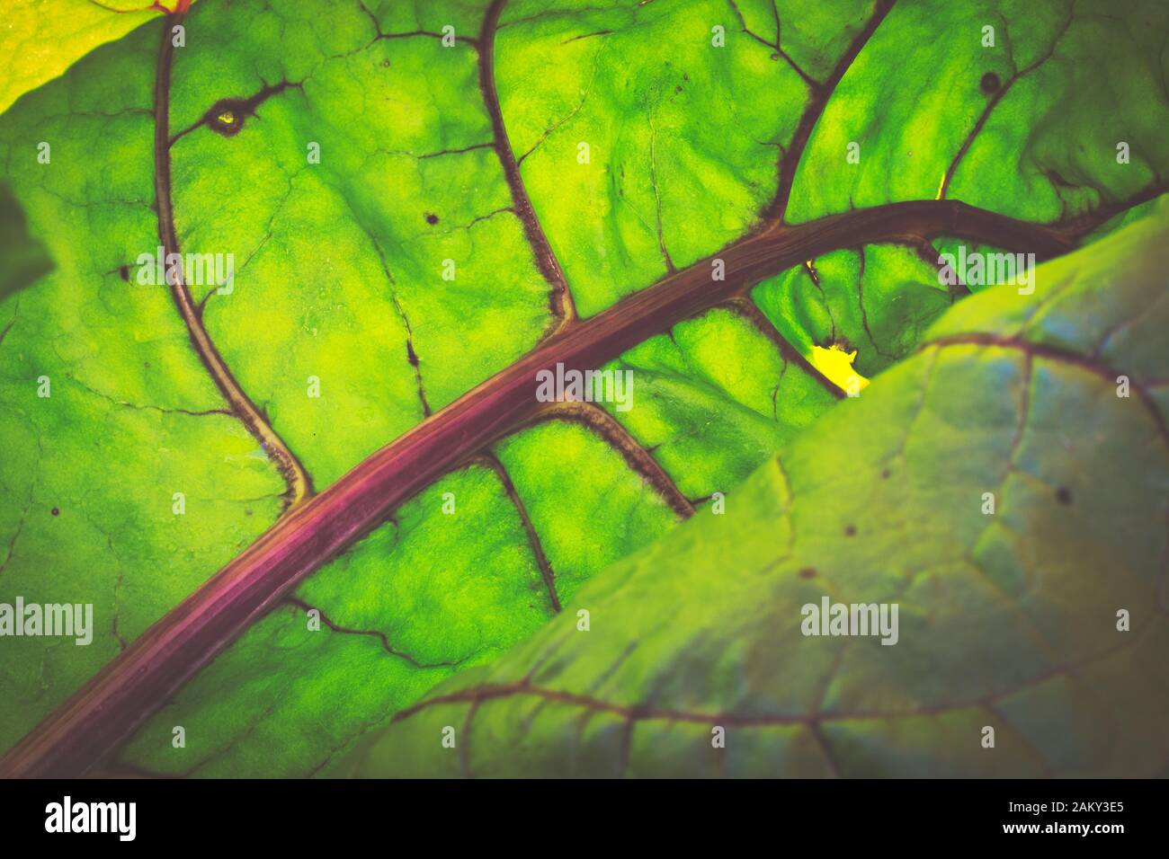 Frische Chardblätter aus biologischem Anbau. Ein ideales Essen für vegetarische und vegane Ernährung Stockfoto