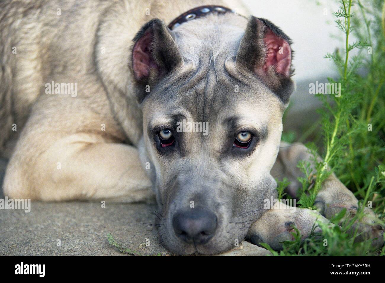 Junger Cane Corso Dog, Litauen, Wilna. Stockfoto