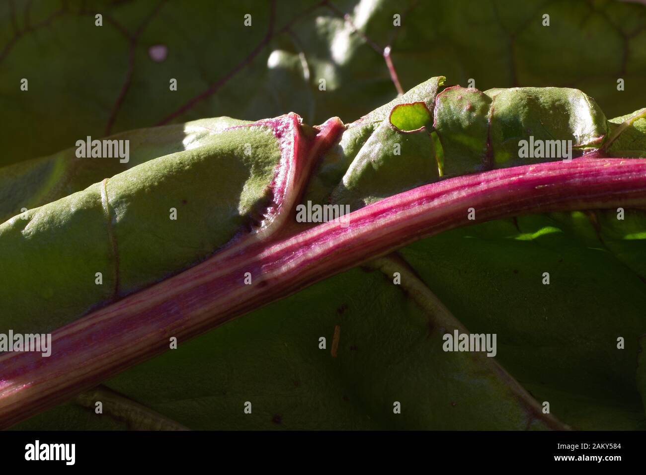 Frische Chardblätter aus biologischem Anbau. Ein ideales Essen für vegetarische und vegane Ernährung Stockfoto