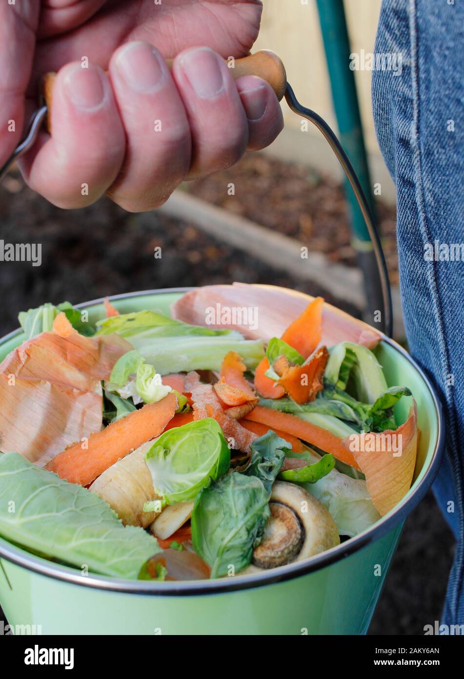 Lebensmittelabfälle, wie Gemüse- und Obstschalen, werden in einen heimischen Gemüsegarten zur Herstellung von Kompost gebracht. GROSSBRITANNIEN Stockfoto
