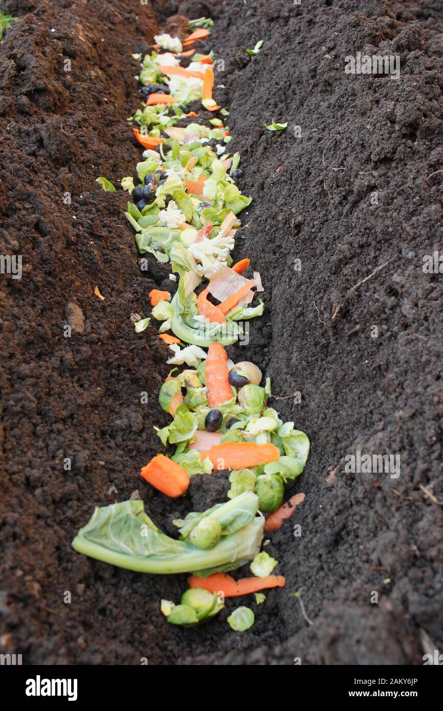 Grüner Lebensmittelabfall wird direkt in einen Gemüsepflastergraben gelegt, um Überwintern zu verrotten und der nächsten Saison hungrigen Kulturpflanzen einen Nährstoffschub zu verleihen. GROSSBRITANNIEN Stockfoto