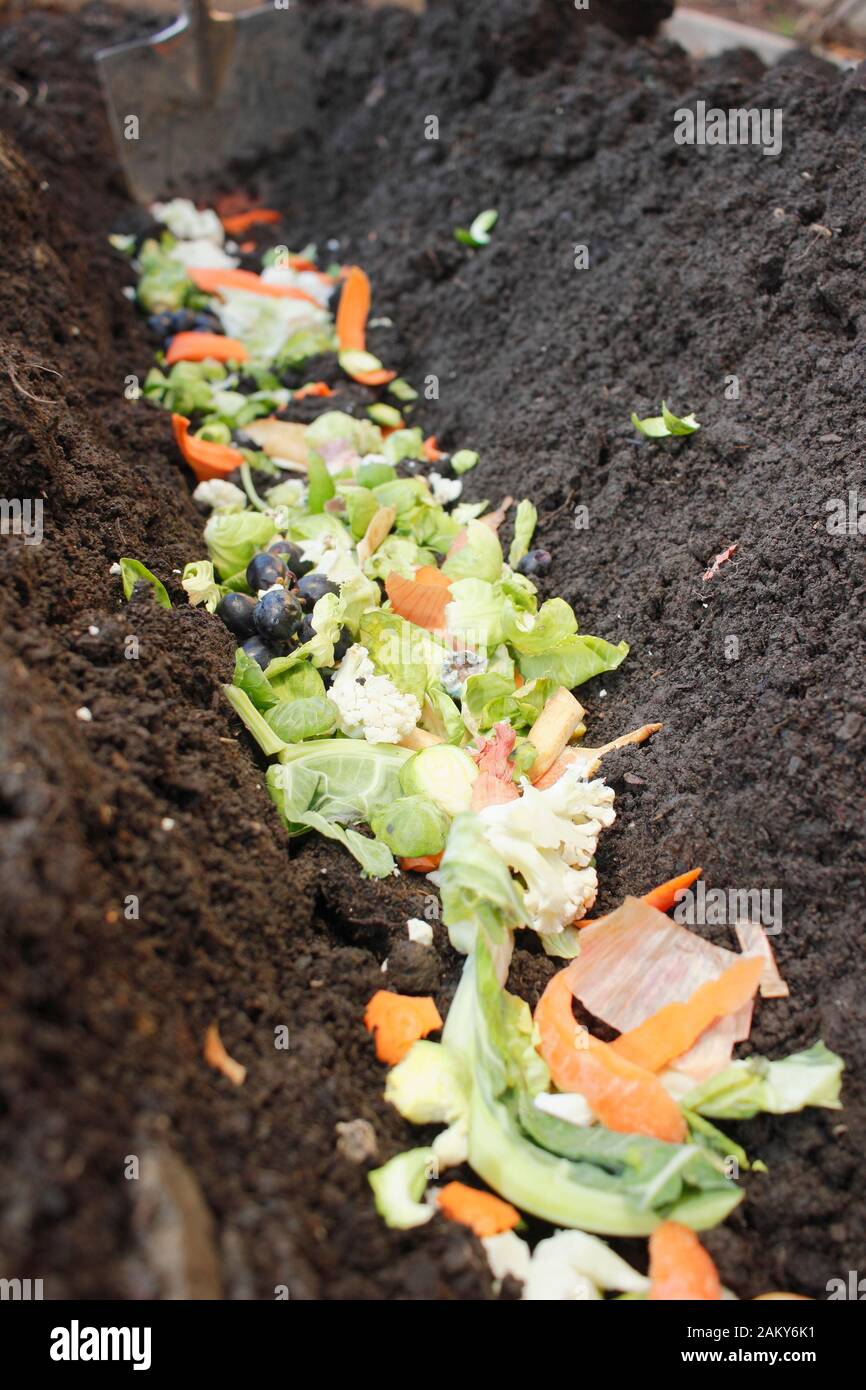 Grüner Lebensmittelabfall wird direkt in einen Gemüsepflastergraben gelegt, um Überwintern zu verrotten und der nächsten Saison hungrigen Kulturpflanzen einen Nährstoffschub zu verleihen. GROSSBRITANNIEN Stockfoto