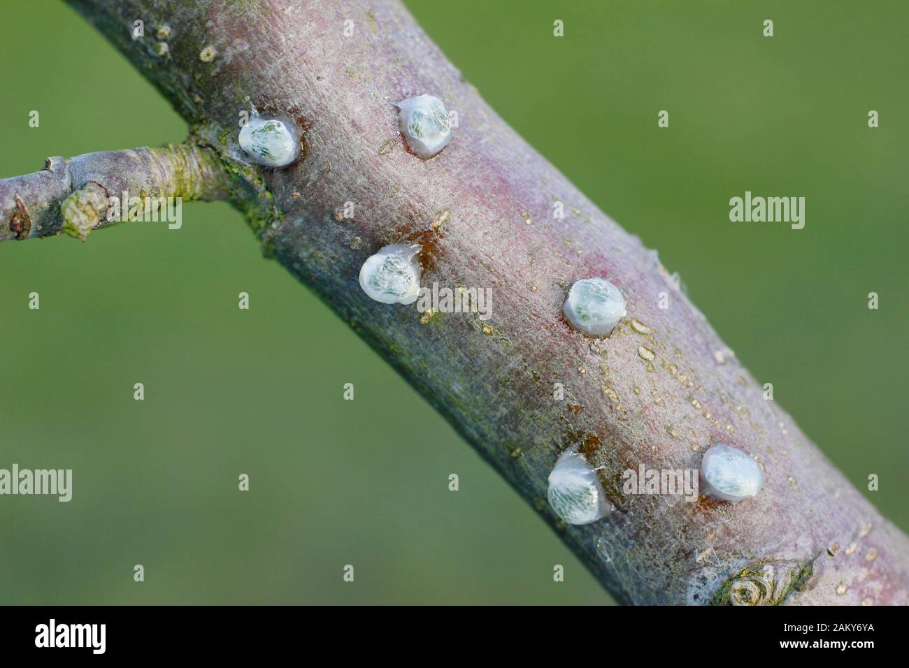 Viscum-Album auf Malus. Keimende Mistel, die klebrige Mistelsamen von Beeren entfernt und auf einen apfelbaumzweig platziert haben. Stockfoto