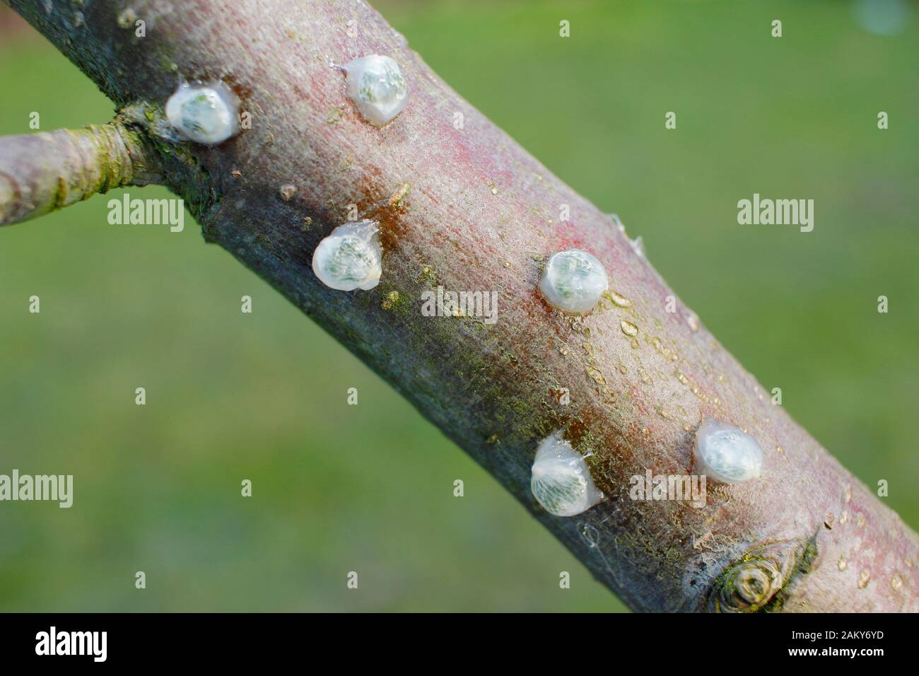 Viscum-Album auf Malus. Keimende Mistel, die klebrige Mistelsamen von Beeren entfernt und auf einen apfelbaumzweig platziert haben. Stockfoto