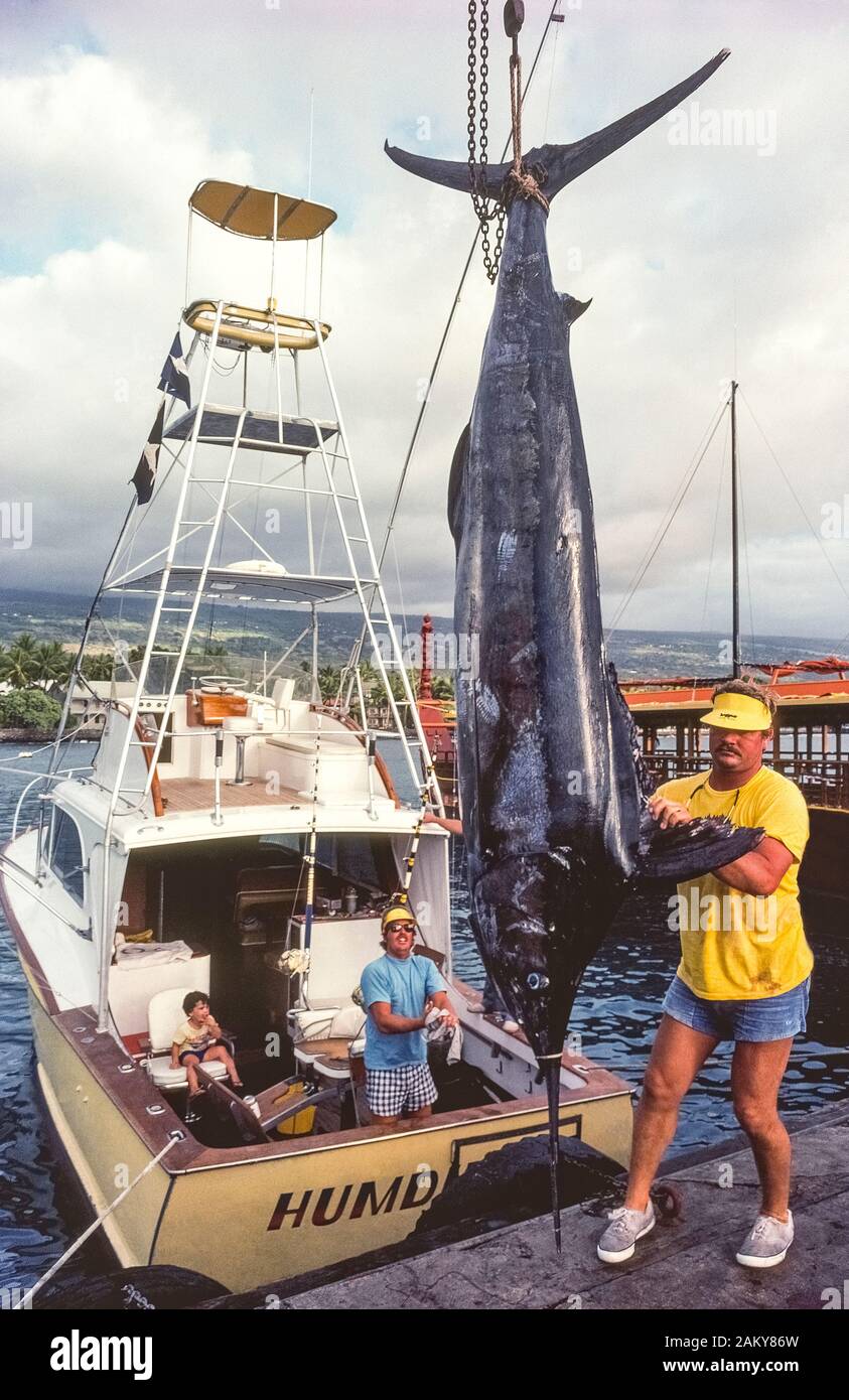Eine gecharterte sportfishing Boot kehrt aus dem Pazifischen Ozean mit einem riesigen blauen Marlin, stolz auf den Docks in Kailua-Kona auf der grossen Insel von Hawaii, Hawaii, USA. Diese schwertfische sind für ihre hohe Geschwindigkeit und große Größe bekannt. Die größte Marlin überhaupt auf Haken und Leitung in einer Hawaiianischen Boot verfangen wog 1.805 Pfund (819 kg). Sportfishermen kommen auf Hawaii das ganze Jahr über ihr Glück fang Blue Marlin zu versuchen, gestreiften Marlin, Gelbflossenthun (AHI), Mahi Mahi (Dorado), Wahoo (Ono), short-billed Spearfish, Sailfish und andere Salzwasser spiel fisch. Stockfoto