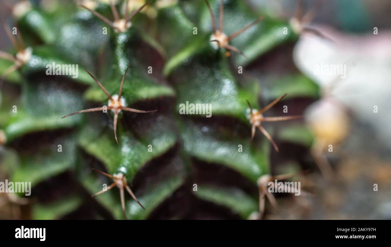 Detailreichtum von Gymnocalycium mihanovichii Kaktus Stockfoto