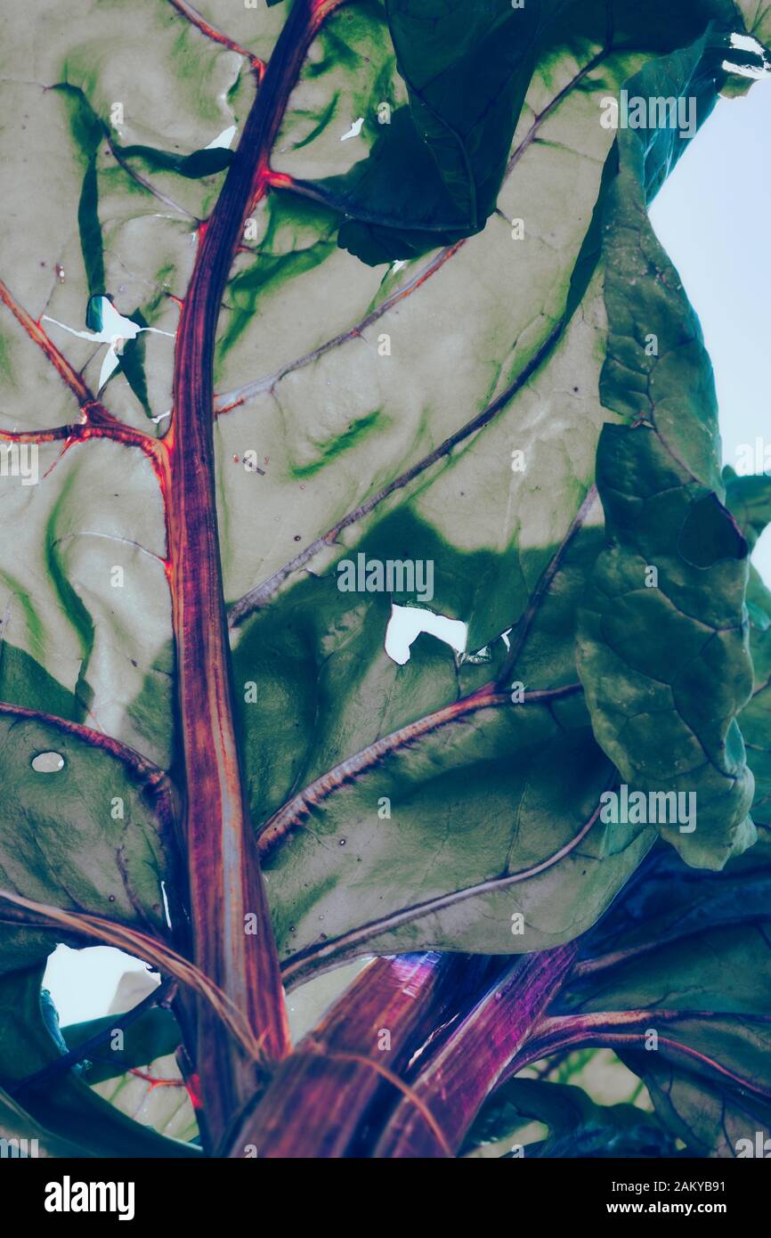 Frische Chardblätter aus biologischem Anbau. Ein ideales Essen für vegetarische und vegane Ernährung Stockfoto