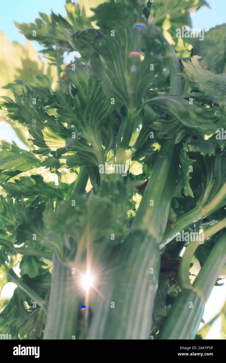 Frische Sellerieblätter aus biologischem Anbau. Ein ideales Essen für vegetarische und vegane Ernährung Stockfoto