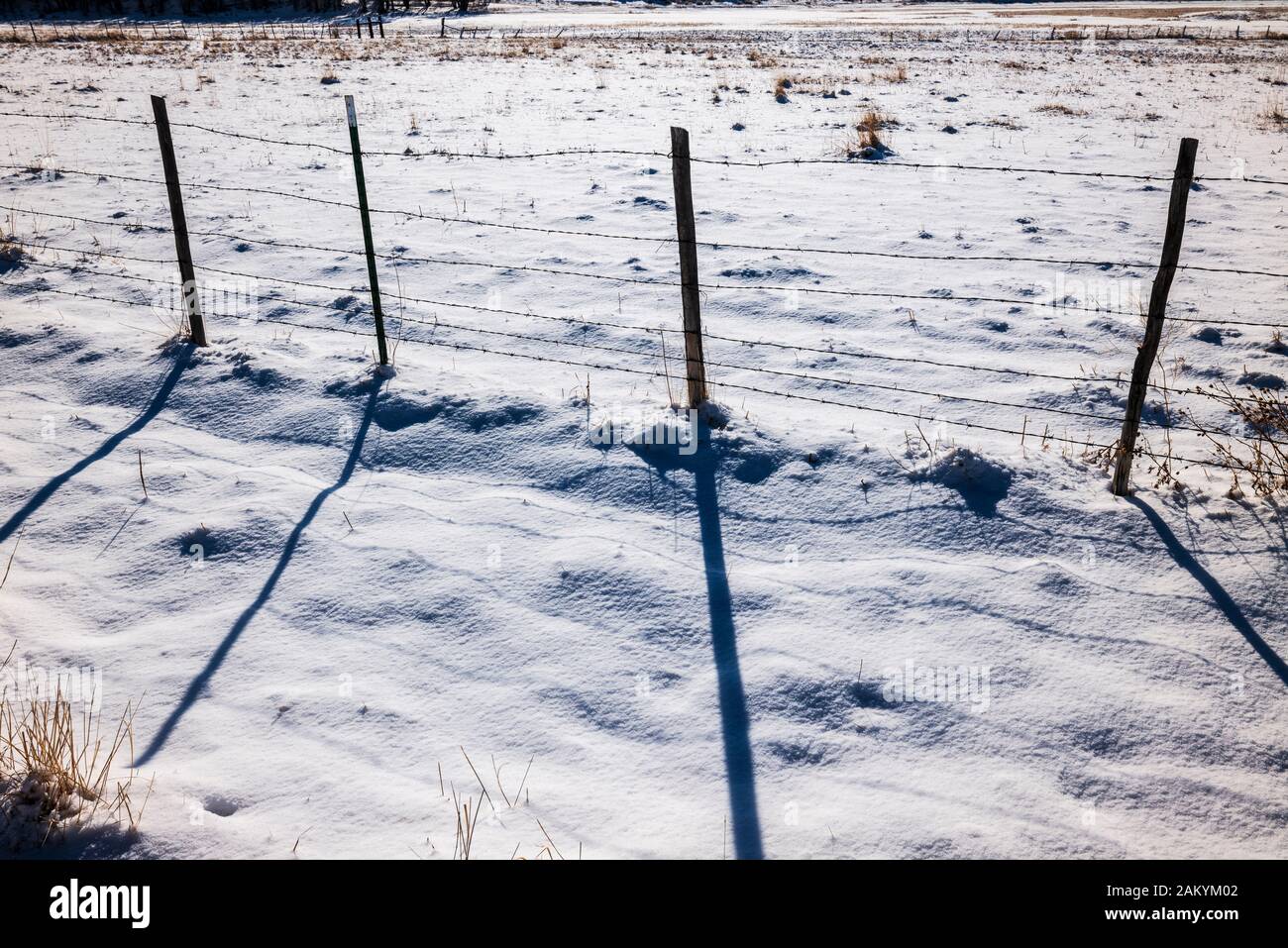 Lange Schatten von Stacheldraht zaun & Holzzaun Beiträge geworfen; Schnee Weide; Ranch in Colorado, USA Stockfoto