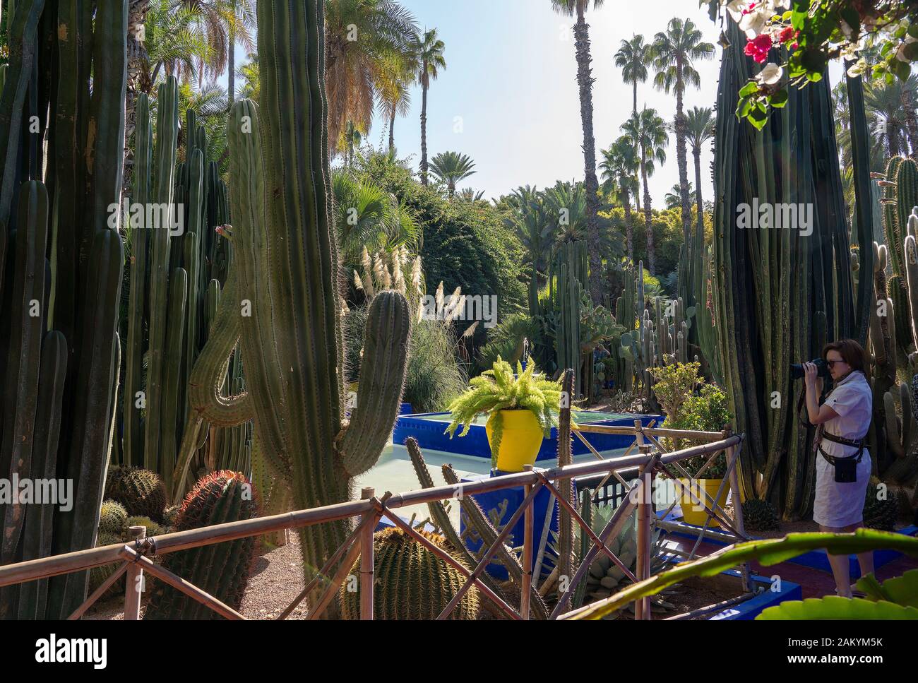 Jardin Majorelle, Marrakech Stockfoto