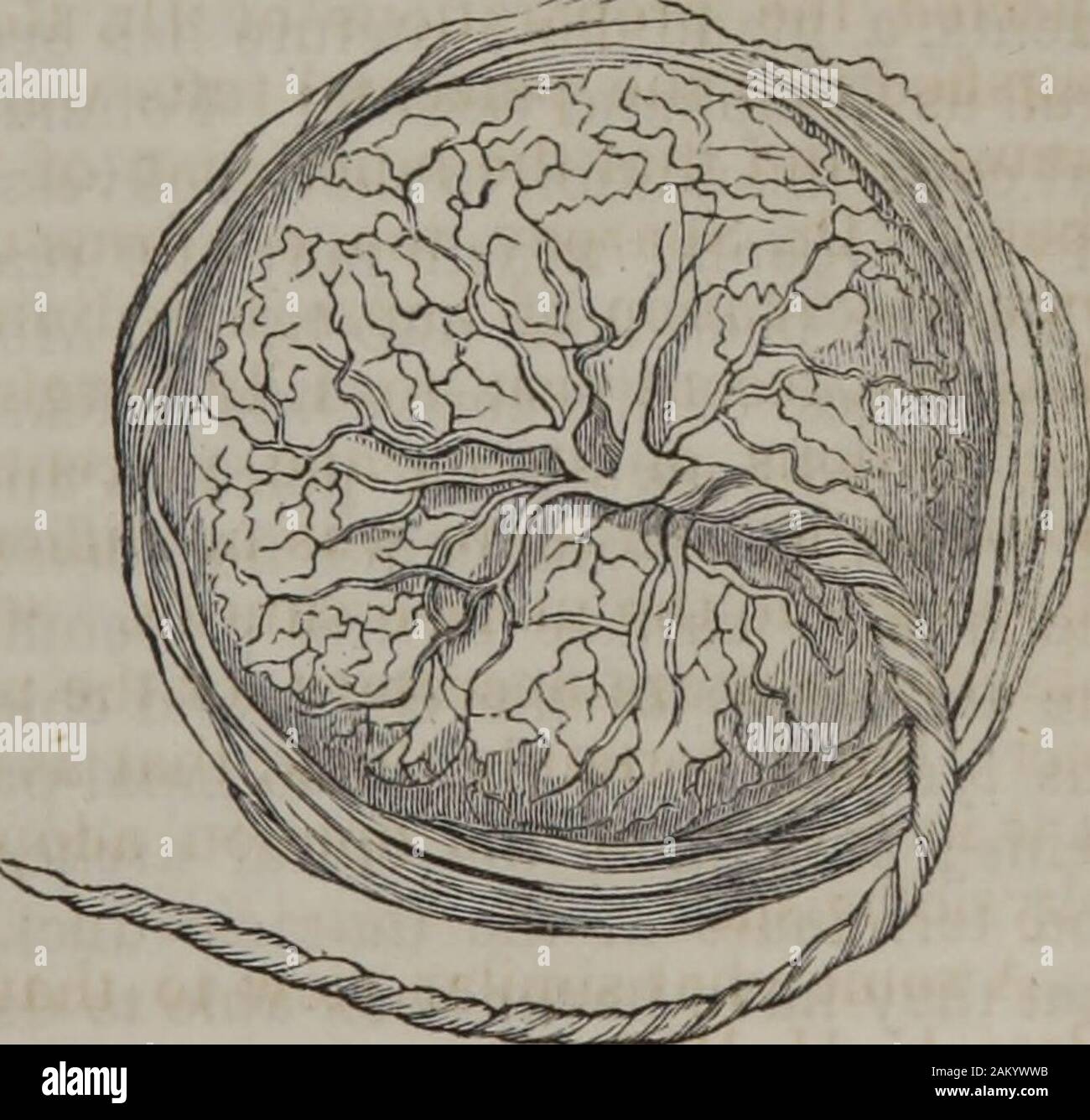 Die menschliche Physiologie (Band 2). Uterine Oberfläche der Plazenta.. Fetale Oberfläche der Plazenta. 452 Embryologie. Janus, glauben, dass sie zu einem späteren Zeitraum als die deciduavera produziert werden, gibt es den Namen der Membrana Dezidua serotina. & (SeeFig. 236, Seite 413 in diesem Band.) Breschet, wieder, hält thattwo Lamina? - Dezidua vera und dezidua reflexa-in-tervening zwischen der Gebärmutter und Plazenta während Velpeau main enthält, dass der wahre Dezidua nie gibt es gefunden! Die fetale oder Nabelschnur Oberfläche ist glatt, poliert, überzogen durchdie Chorion und Amnion, und zeigt die Verteilung der t Stockfoto