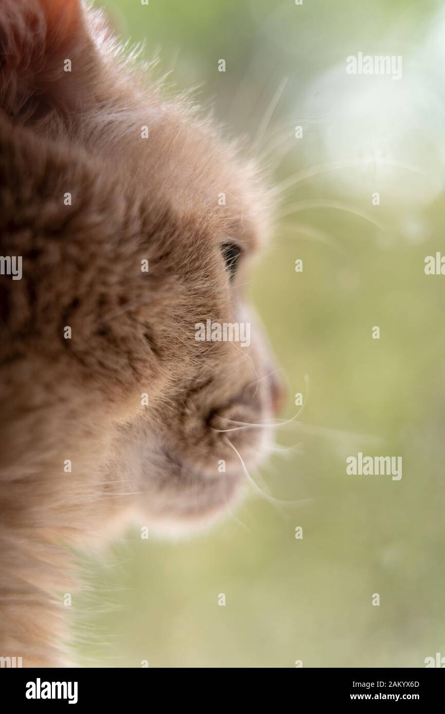 Sandy Farbe, nachdenklich, inländischen weibliche Katze gerade durch das Haus Fenster Stockfoto