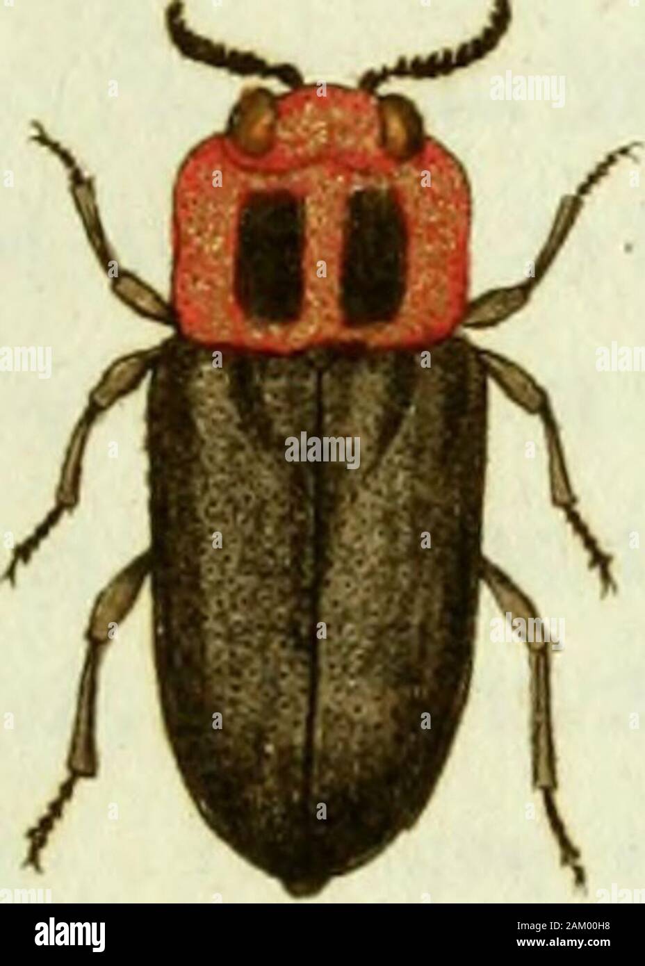 Favnae insectorvm Germanicae initia, oder, Deutschlands Insecten. fBuprestis f/airorrictciifctfa, T7r/>f: BVPRESTIS flavomaculata, der Gelbgefleckte Prachtkäfer. Buprestis flavomaculata: elytris truncatis dentatis striatis OTaculi nigrit: "quatuor flavis. Stoff. Mant. Isoliertes T. I. n. 177. Ent. Syst. T. IL Xu 35. s. i 93. buprestis Jlavopunctata. Degeer Isoliertes T.IV.n. 2. s. 78 "Herbst Archiv. V. n.Q. s. 118 Tab. 28. abb. 8. Ist keineswegs nur von der Geschlechtäiinterschiect Bupr. Oc? o% ua> sonder zuverlässig eine eigene Kunst, sterben auch, wenn schon höchst seltca, in Deutschland zu Hause ist. Zcey Stockfoto