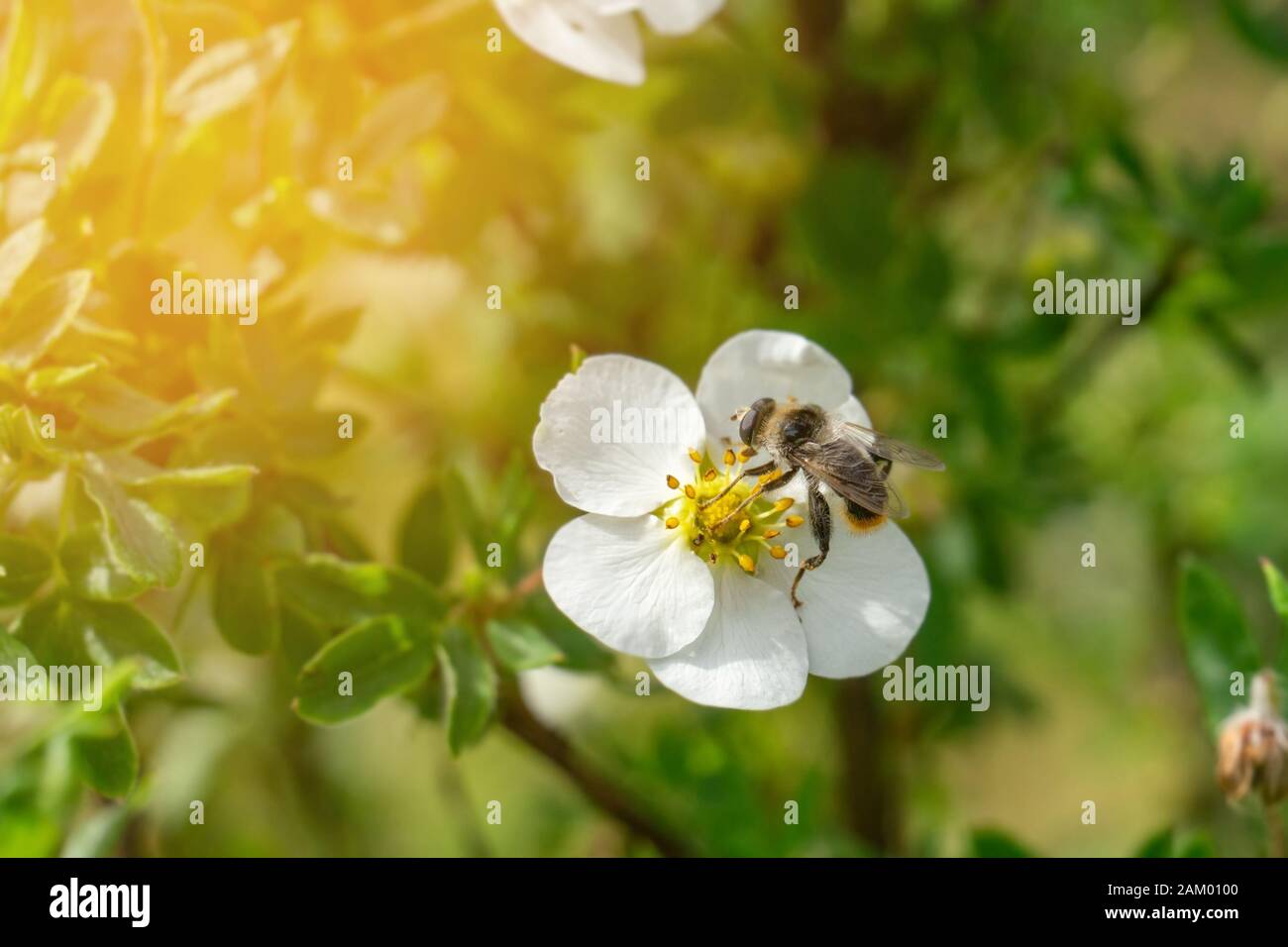 Biene arbeitet für Honig auf Erdbeerpflanzen. Nahaufnahme. Kopierbereich Stockfoto