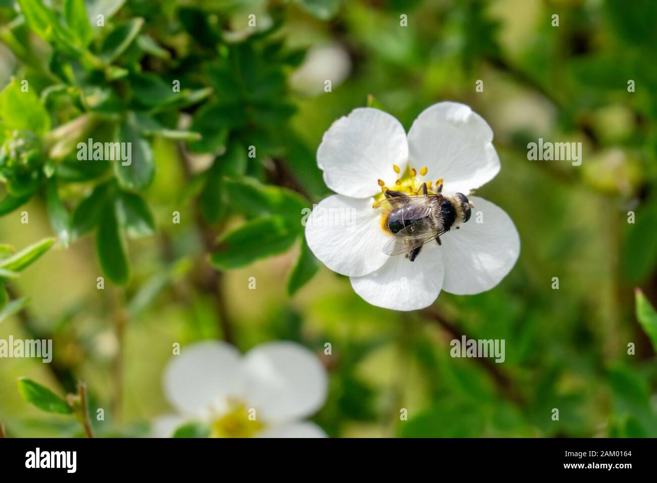 Biene arbeitet für Honig auf Erdbeerpflanzen. Nahaufnahme. Stockfoto