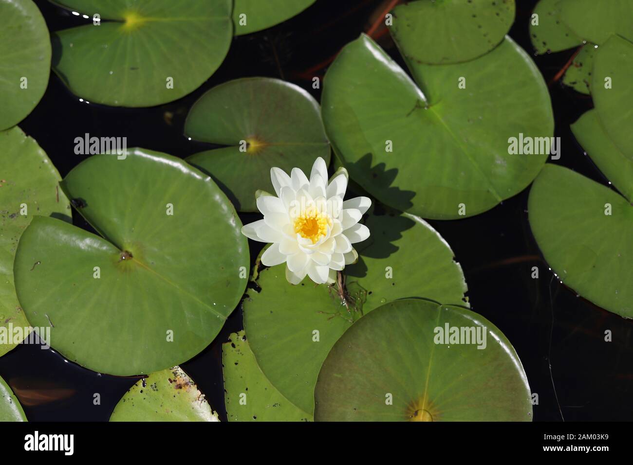 Eine weiße Seerose in Blüte Stockfoto