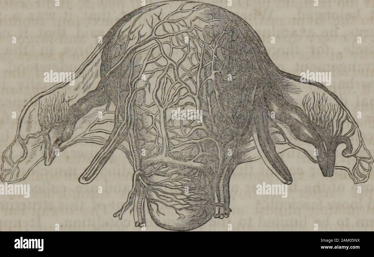 Die menschliche Physiologie (Band 2). runde Liga- Rendite auf die Höhe der Orgel so weit wie ihre lengthwill ermöglichen; aber schließlich, sie ziehen die Gebärmutter vorwärts, sothat der großen Gefäße des Abdomens sind nicht schadensverursachenden com-gedrückt. Die parietes des Abdomens sind so viel distendedthat die Kutikula Erträge; daher ist eine Erscheinung der Cicatrices alwaysexists auf den Bauch eines Menschen, der die Kinder getragen hat; und Lautspre- chern, die fasciculi der Bauchmuskulatur getrennt, so wie togive Aufstieg Hernie, ventral. Die Änderungen, die in die Gebärmutter produziert, sind nicht nur der Gewebe zu simpledilatation. Ich Stockfoto