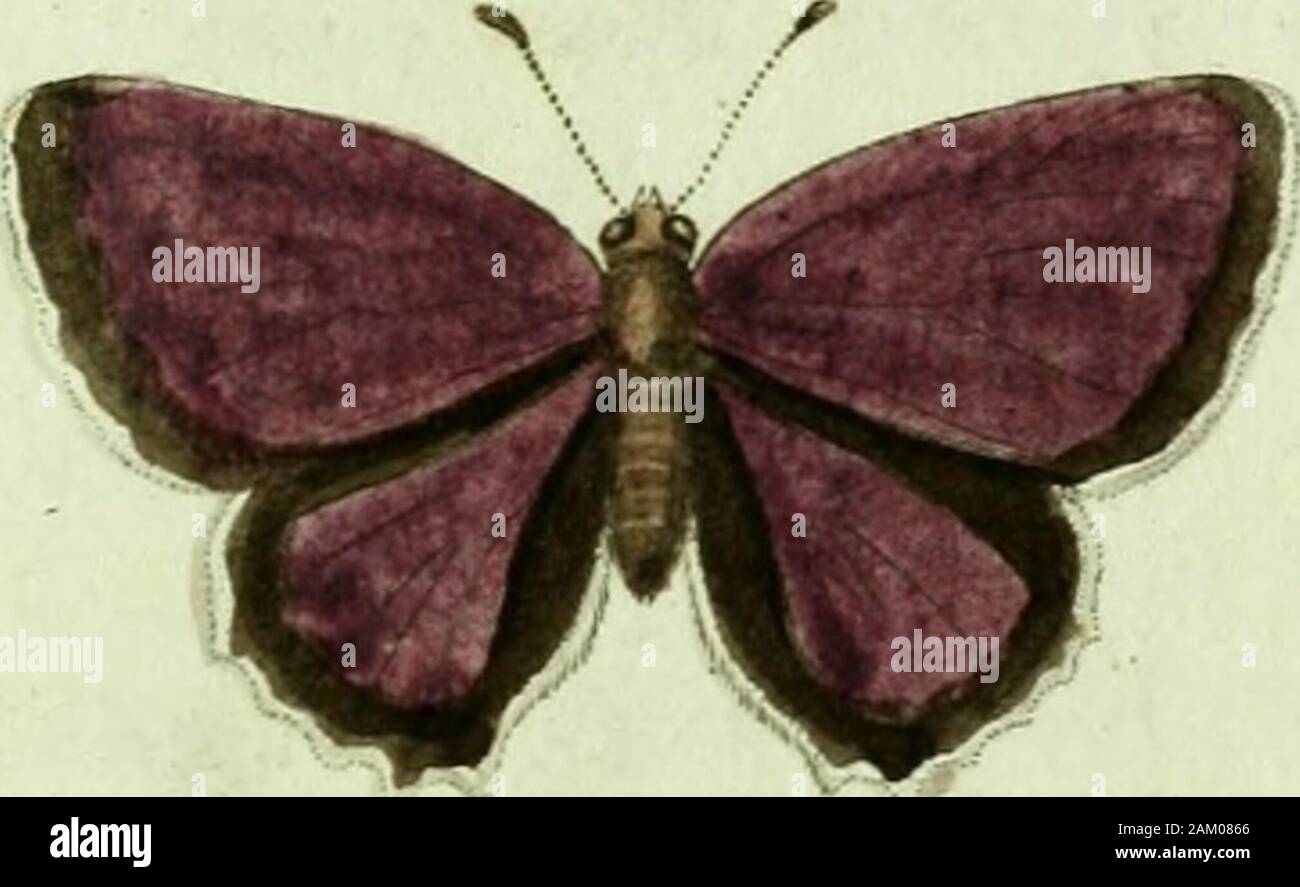 Favnae insectorvm Germanicae initia, oder, Deutschlands Insecten. t. T.IV.n. 69. S. 277. Papilio pleb. Rur. Betulae. Stoff. Syst. Ent. n. 33 a.s. 52 o. Spec. Ins.T. Ii.n. 525. S. 118. Mant. Isoliertes T.II. n. 649. P68 Papilio pleb. Rur. Betulae. Llrih, Syst. Nat. n, 220. S. 787. hrsg. XHI. n.22 o.p. 2341 "Faun. Suec. n. 1070. Geoffr. Isoliertes T.II n. 27. S. 58. Pap. d. Europa Tab. 55. abb. 7. n. 20. Syst. Verz. d. Iv. Schnet. 11. 2. s. 18 Ä-flöwJ Inseckt. Bei. 1.. * "&Ss. 20 Esper eur. Schmett.tab. 19. abb. 1, Borkhausen eur. Schmett. 1.. n. 1. S. 134. S. 265. Man findet die Raupe/Falt Stockfoto