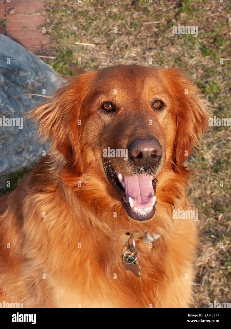 Close up Portrait von einem drei Jahre alten Golden Retriever Hund Stockfoto