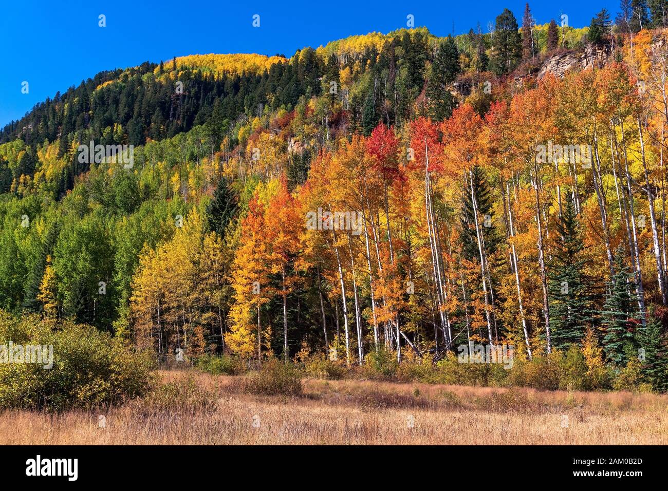 Aspen-Bäume mit leuchtenden Herbstfarben in den San Juan Mountains in der Nähe von Durango, Colorado Stockfoto