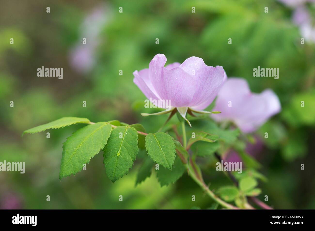 Wilde Rosen im montanen Tal der Rocky Mountain Stockfoto