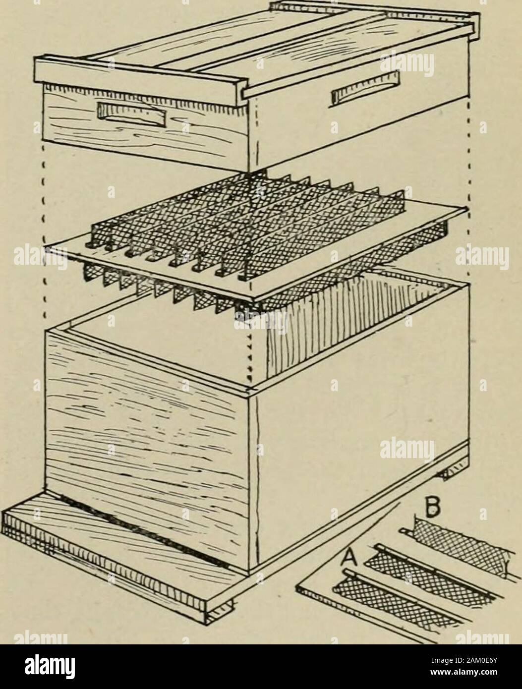Nachlese in Biene Kultur. f einen unmittelbaren. Ich habe sieben oder eightstarters auf jeder Seite dieser Abdeckung. Diese Abdeckung preparedwith Starter auf beiden Seiten, die ich über einen unmittelbaren und für die Pur-Pose des Schutzes ujDper thestarters auf der Seite Ich habe ein Hl^ tj^Super über ihn mit einem herkömmlichen hive-Abdeckung auf es. Nach der Bienen Zeichnung haben thefoundation wurde für drei oder vier Tage habe ich Ausdie leer Super Lift und stellen Sie es auf der einen Seite, Aufwicklung der Abdeckung mit den Bienen, und geben eine quickshake, steinsicherung alle Bienen mit einem Ruck. Dann habe ich die Abdeckung drehen, so dass der EINE NEUE METHODE ZUR HEILUNG VON SCHÜTTELN FAULBRUT der McEvo Stockfoto