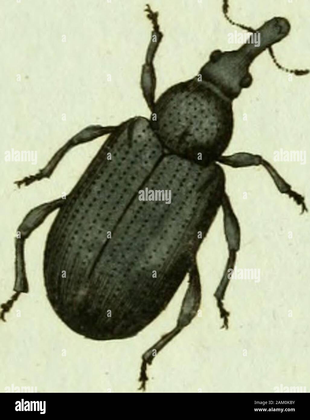 Favnae insectorvm Germanicae initia, oder, Deutschlands Insecten. ^^ Ttteluou frumentärtcw^ czar BEI TEL AB VS frumentarius. Der Korn A/tetrüfselkä/ar.Attelabus/turnentarius: Sanguineus elytris crenato - striatis. Fabtic. Eni, Syst. T.H. n.55. S. 392. Cutculio/tumenturius: Longirostris sanguineus. Fabtic. Syst. Ent. n. Ich 5. s. 608. Spec. Isoliertes T. I. n. 49. S. 16 g. Mant. Isoliertes T. I. n. 65. S. 102. Curculio/tumentatlus. Linn. Syst. Nat. n. Ich 5. s. 608. ed. XIII. n. i3, S.1745. Fn. Suec n. 586. Handeln. Stockholm. ij5o. S. 186. n. uAct. Nidros. Iii s. 391. Leeuwenhocck.arc. Nat. Der. 168. augm. 6. s. 83 Stockfoto