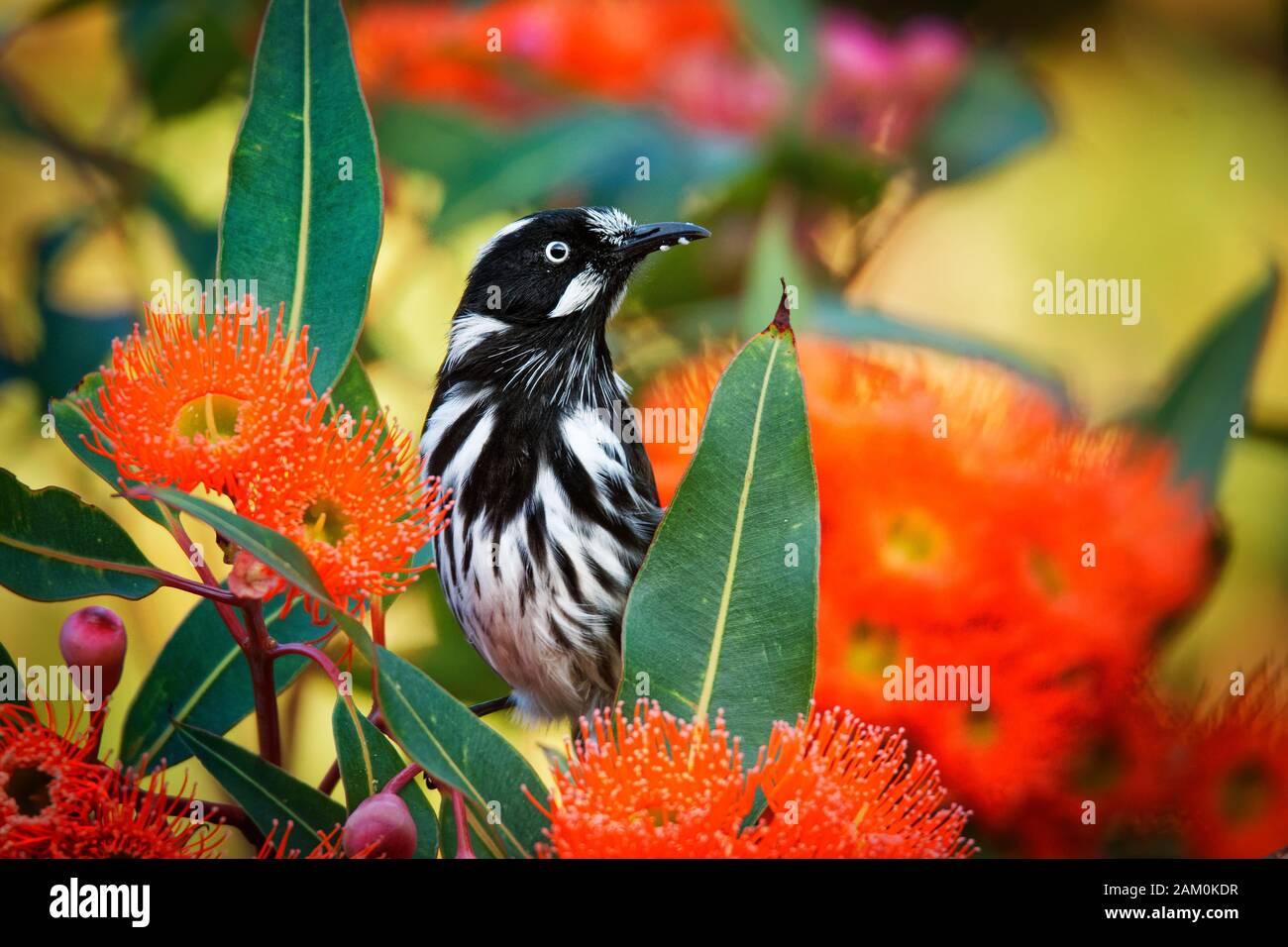 New Holland Honeyeater - Phylidonyris novaehollandiae - australischer Vogel mit gelber Farbe in den Flügeln, der von der roten Blüte ernährt wird. Australien, Tasmanien. Stockfoto