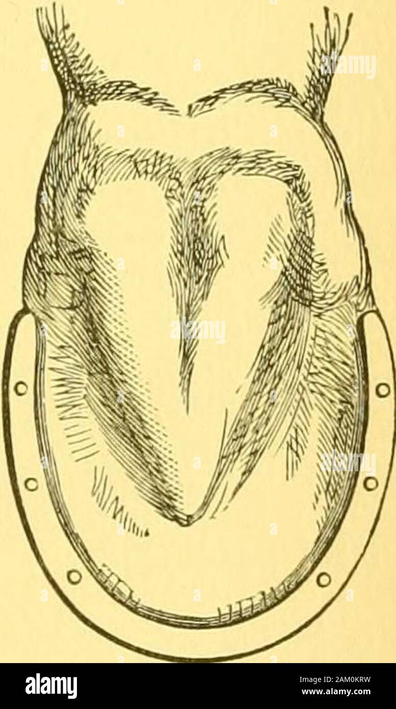 Pferd und Mensch: ihre gegenseitige Abhängigkeit und Aufgaben. f Die Quartale. Wie der Leser willsee, die Ferse und Frosch sind allein gelassen, so dass die lattercan auf seine normale Größe wachsen, fast Füllen der Kavitäten des Hufes. Ein viertel Schuh ist alles, was nötig ist. Thereis ein Muster jetzt vor mir, die von großen Huf, wo es Tat gute Arbeit gemacht wurde. Whenfirst auf, oder vielmehr in, itweighed genau drei Unzen, und hat ein Viertel der Anounce durch Verschleiß verloren. Es ist drei-sechs-teenths eines Zoll in thicknessand sieben - Sechzehntel in der Breite. Ifit gerichtet waren es etwas mehr als wouldmeasure sevenin Stockfoto