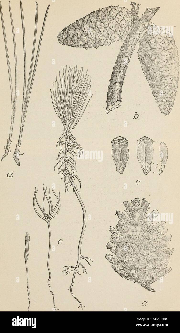 Den Wald Baumschule: Sammlung von Baum Saatgut und Vermehrung ofseedlings. Abb. 3.- Piicli Kiefer: o, geschlossen. b. Offene reife Kegel; c. die untere Seite der freistehende Kegel Skala andseeds; d. Blatt Bündel. (Natürliche Größe.) ern Lärche, die ausschließlich nuicky wächst in feuchten Sümpfen, in losen Hochlandböden bepropagated. In der Regel Pflanzen aus Samen treesgrown in armen trockenen Böden tun gut in den reichen feuchten Böden, während Pflanzen fromseed Bäume in den reichen feuchten Böden gewachsen sind weniger zu Hause in den Armen drr Böden. Sammlung von Baum Samen. 17, ^^.  &Gt; ich^* ^.. Abb. 4.-Shortleaf Pine: Eine, offen und, h, Reifen Kegel geschlossen; c, Stockfoto