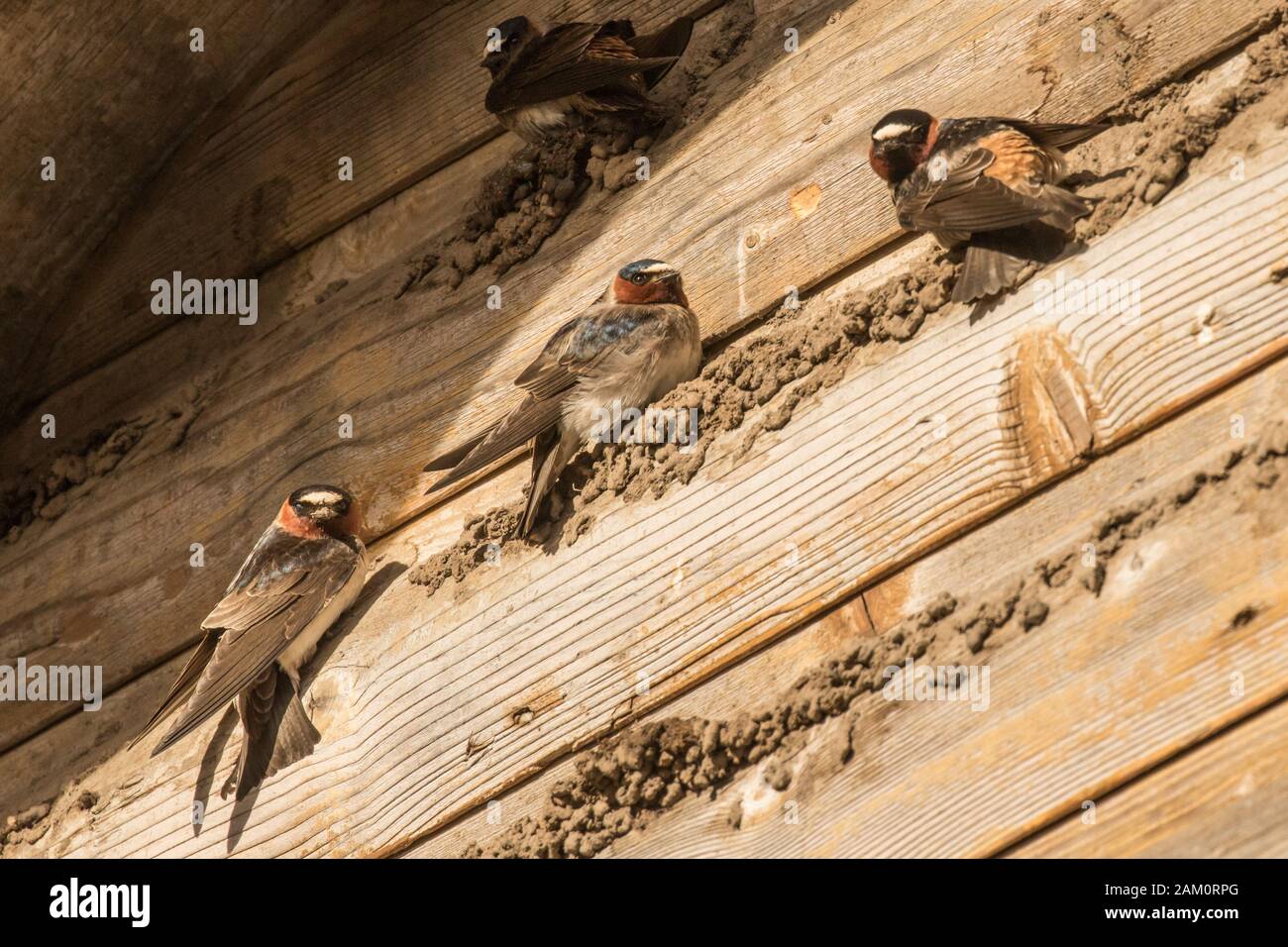 Felsschwalben Bauen Nester Stockfoto