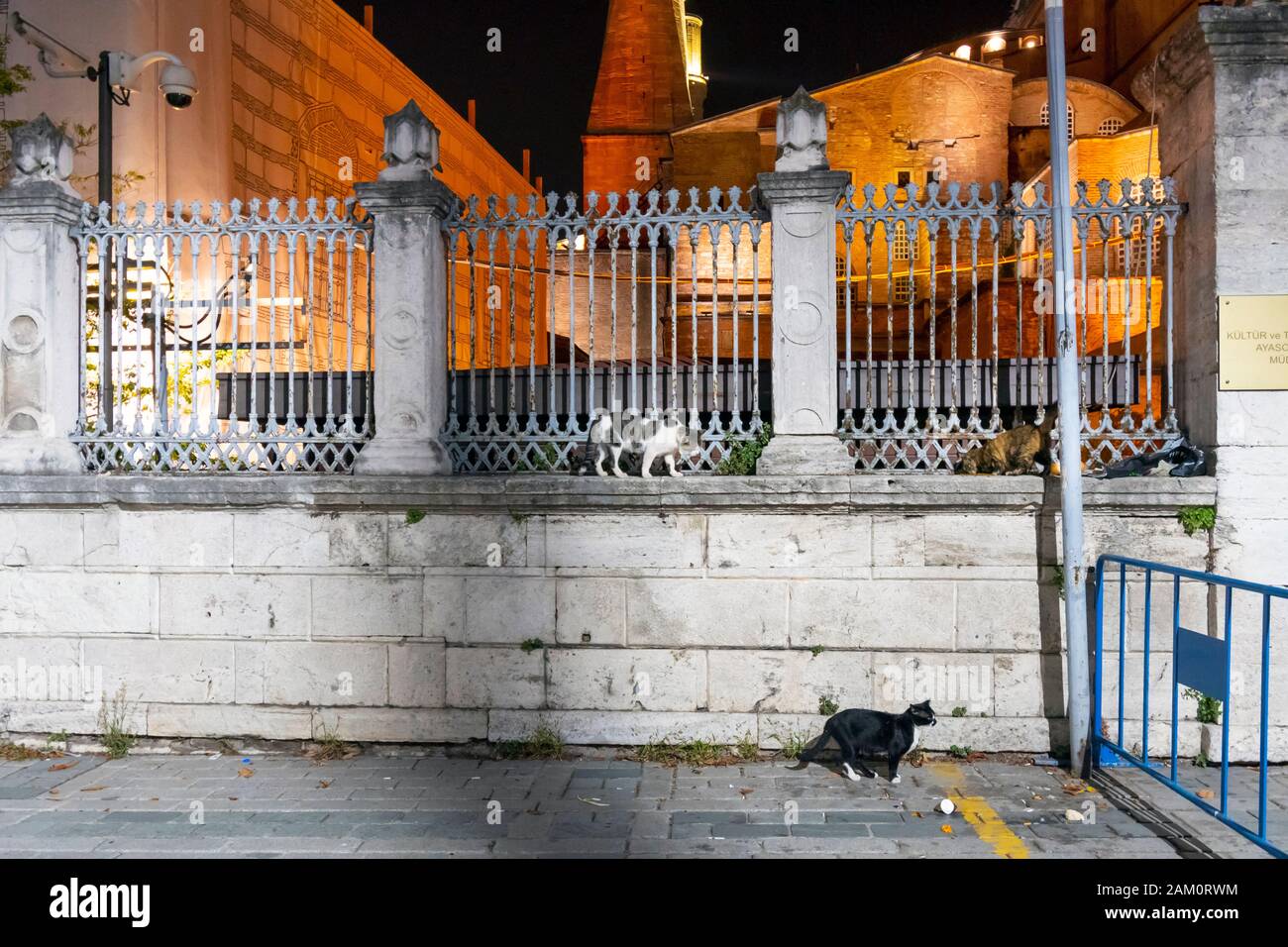 Drei streunende Katzen spazieren am Zaun um das Hagia Sophia Museum in Istanbul, Türkei. Stockfoto
