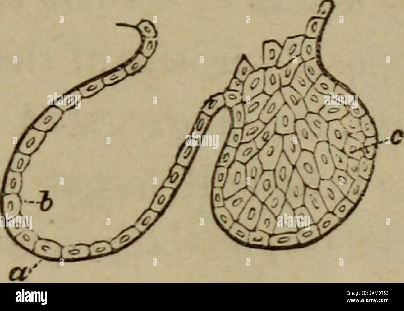Auf Essen und seine Verdauung: eine Einführung in die ernährungslehre. Uct von lobule; bb, seitlichen Niederlassungen; c, Vesikel in situ, d, Thesame getrennt, und den Kanal entfaltet. Über y^. eines Zoll, plötzlich in eine Anzahl der krypten von rund 1 £ mal Erweitern dieser Größe. Die innere Oberfläche der verzweigten Kanal ist mit einem Flachbild polygonaltessellated Epithel der kleinen Größe (^ Vothincl 1 Dieter gekleidet), bilden aber eine einzelne Schicht. (Abb. 3.) Die Zelle - Wachstum, SPEICHELDRÜSEN. 76, in dem die größeren gröbere Epithel der mündlichen cavitymerges in einem kurzen Abstand vom Beginn des Kanals, ist überaus d Stockfoto
