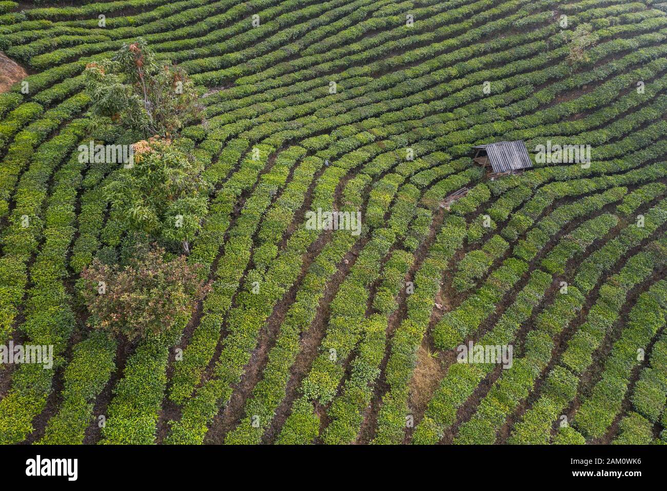 Luftbild einer Pu'er (Puer) Teeplantage in Xishuangbanna, Yunnan - China Stockfoto