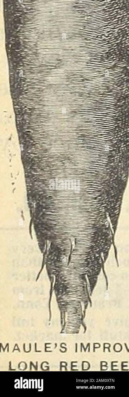 Die Maule samen Buch: 1917. op ist klein, die bevorzugt in der Nähe Pflanzen. Es hat eine reiche, süßen Geschmack, wenn sie gekocht wird, und zart ist und frei von Glasfaser- oder Zähigkeit. Es ist in der Tat unbestreitbar, 07 ie von Thebest extra earhi Tabelle oder Markt Rüben innerhalb unseres Wissens. Maules Alpha Zuckerrüben ist würdig der universellen Versuch durch Gärtner. Es ist gut für die Tabelle und gut für den Markt, und auf einmal die öffentliche Gunst gewinnen auf Grund ihrer Frühzeitigkeit und seine Exzellenz. Paket, lO Cents; Unze, 15 Cent; quEtrter Pfund, 40 Cent; Pound, $ 1,50, Postpaid. 86 Maulers verbessert Langen roten Xext von den König Dies ist die beste Lange Stockfoto