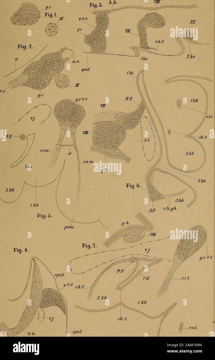 DrH. GBronn der Klassen und Ordnungen des Thier-Reichs: wissenchaftlich dargestellt in Wort und Bild. . Hf-hyoideus Nervi facialis. r. li. gh-Lingualis nervi glossopharyngei. r. Ich. Ni-inframaxillaris Nervi trigemini. r.s.m - supramaxillaris Nervi trigemini. v.j Vena jugularis. / / / Nervus Augenmotorischen. V^Ganglion des ersten | V ^.^ Ganglion des zweitenund dritten Astes VII-facialis. VIII - Acusticus. IX-Glossopharyngeus. X Siehe sterben Beschreibung S. 1948. des N. trigeminus. Abb. 1, 3.4.5. 2. Zwei Querschnitte durch einen älteren Embryo von Lacerta muralis (aus derselben; Serie als Bild. 10, 1. Stockfoto