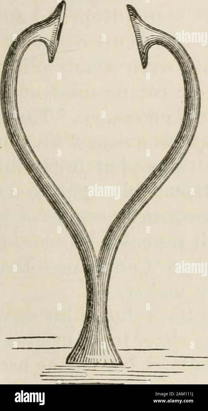 Die Wissenschaft und die Praxis der Medizin. Auf diese Weise ist es gedacht wird, Percussion Sounds sind mehr deutlich gehört, und Ihren speziellen verwen-det genauer unterschieden. Es ist sehr schön die Bestimmung theboundaries der soliden Organe nützlich, wie das Herz, die Leber und die Milz. Dr. Flint sagt: Bymeans der Auskultatorischen Percussion, mit Cammans Stethoskop, das Pektorale extremitybeing in der Nähe der geöffneten Mund des Patienten mitgebracht, amphoric und rissig - metalresonance kann oft festgestellt werden, sonst wäre sie nicht gehört werden [Pracl. Behandeln, auf Phys. Erforschung der Brust", &c., 2d Ed., Stockfoto