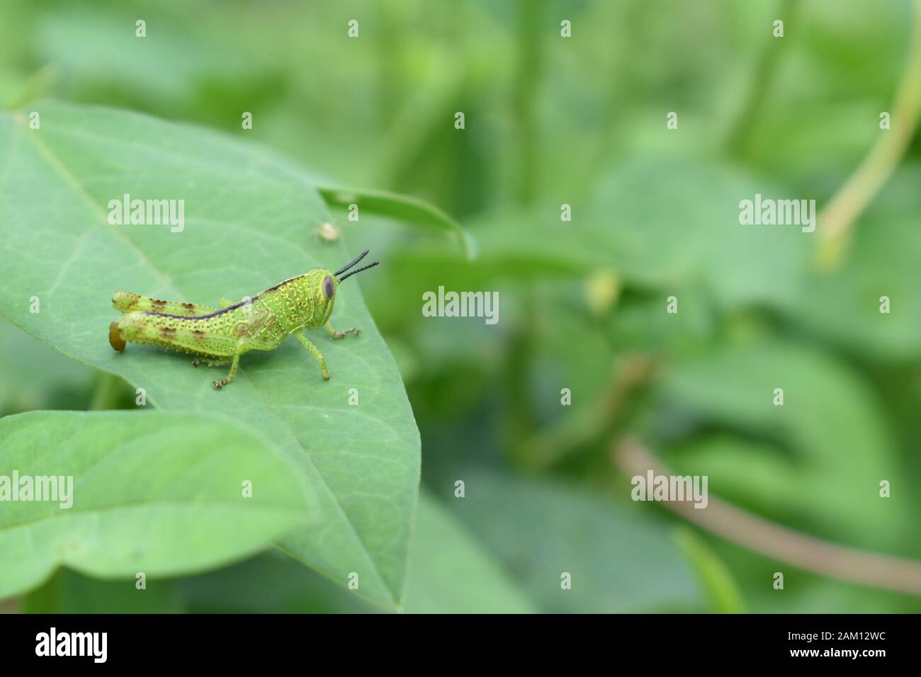 Eine Nymphe grüner Grashüpfer oder javanischer Grashüpfer (Valanga nigricornis), die auf einem grünen Blatt sitzt. Surakarta, Indonesien. Stockfoto