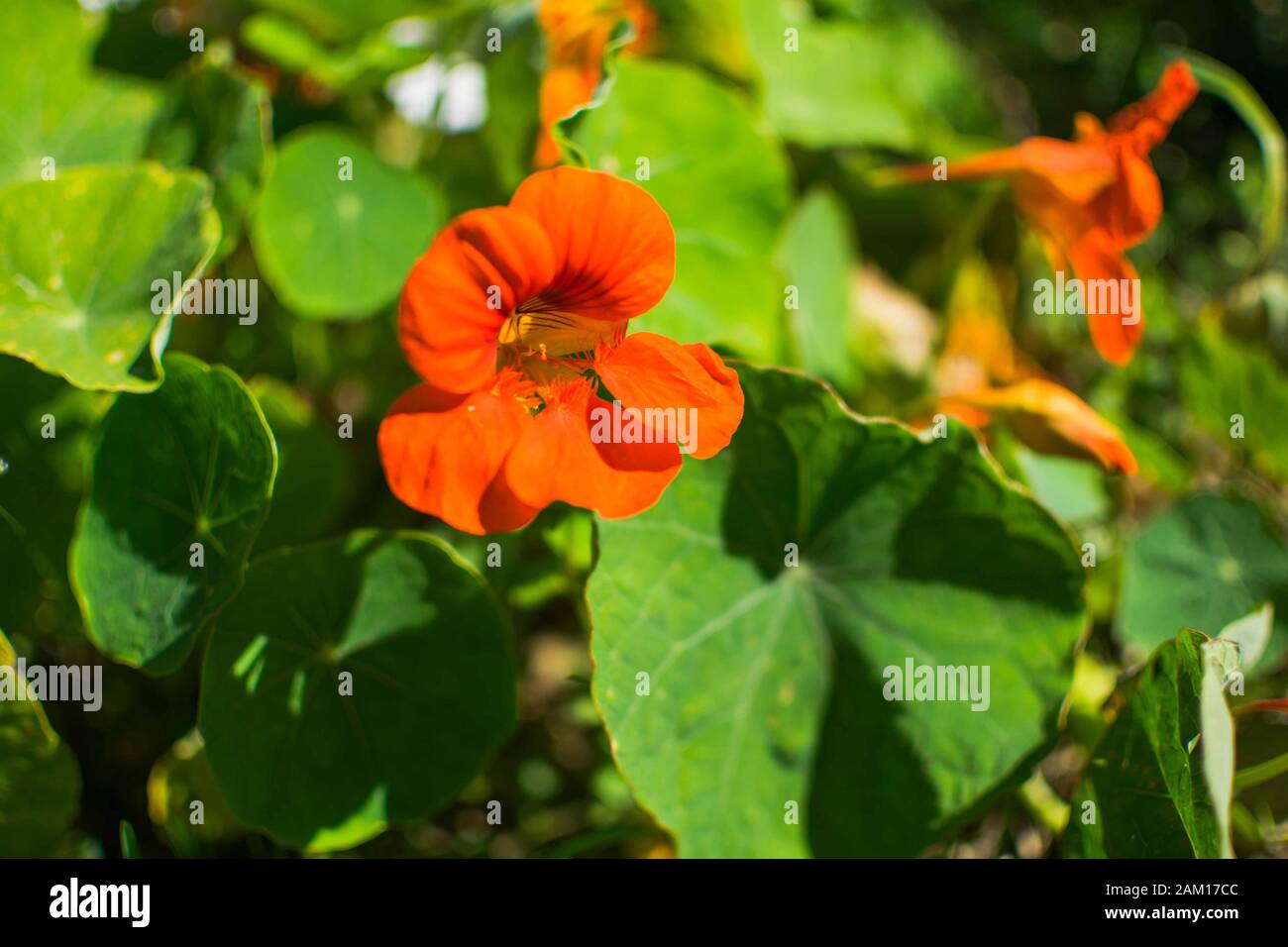 Blatt Tropaeolum majus (Garten-Nasturtium, indische Kress oder mönche Kreß)  ist eine Art der blühenden Pflanze in der Familie Tropaeolaceae. Blume und  hol Stockfotografie - Alamy