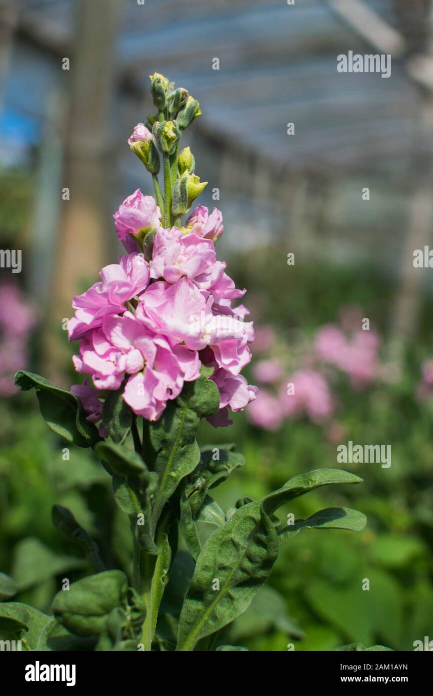 Einzelne isolierte Drachenblume mit pinkfarbenem Schnappverschluss Stockfoto